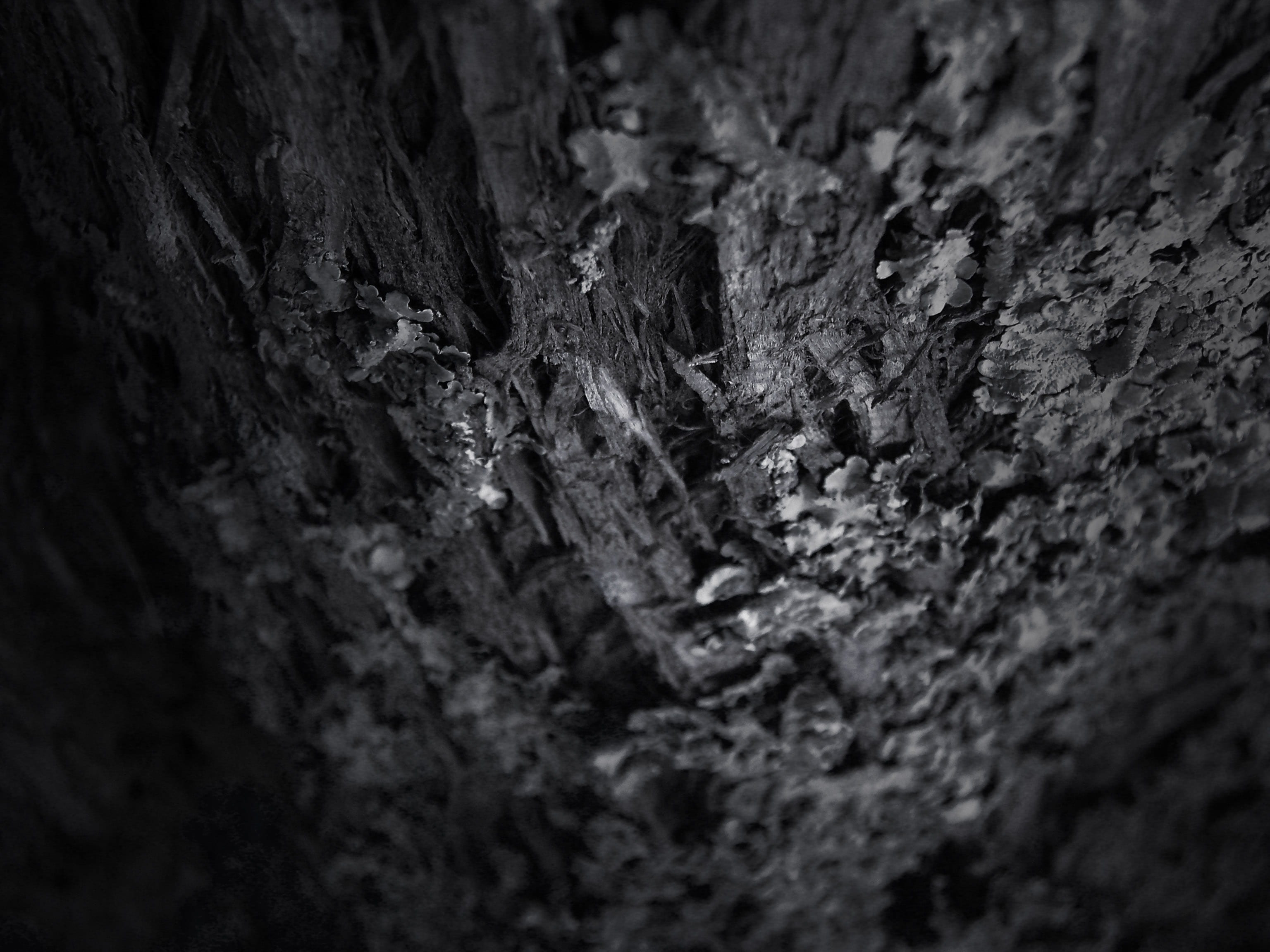 tree, texture, forest, pattern, timber, wood, selective focus