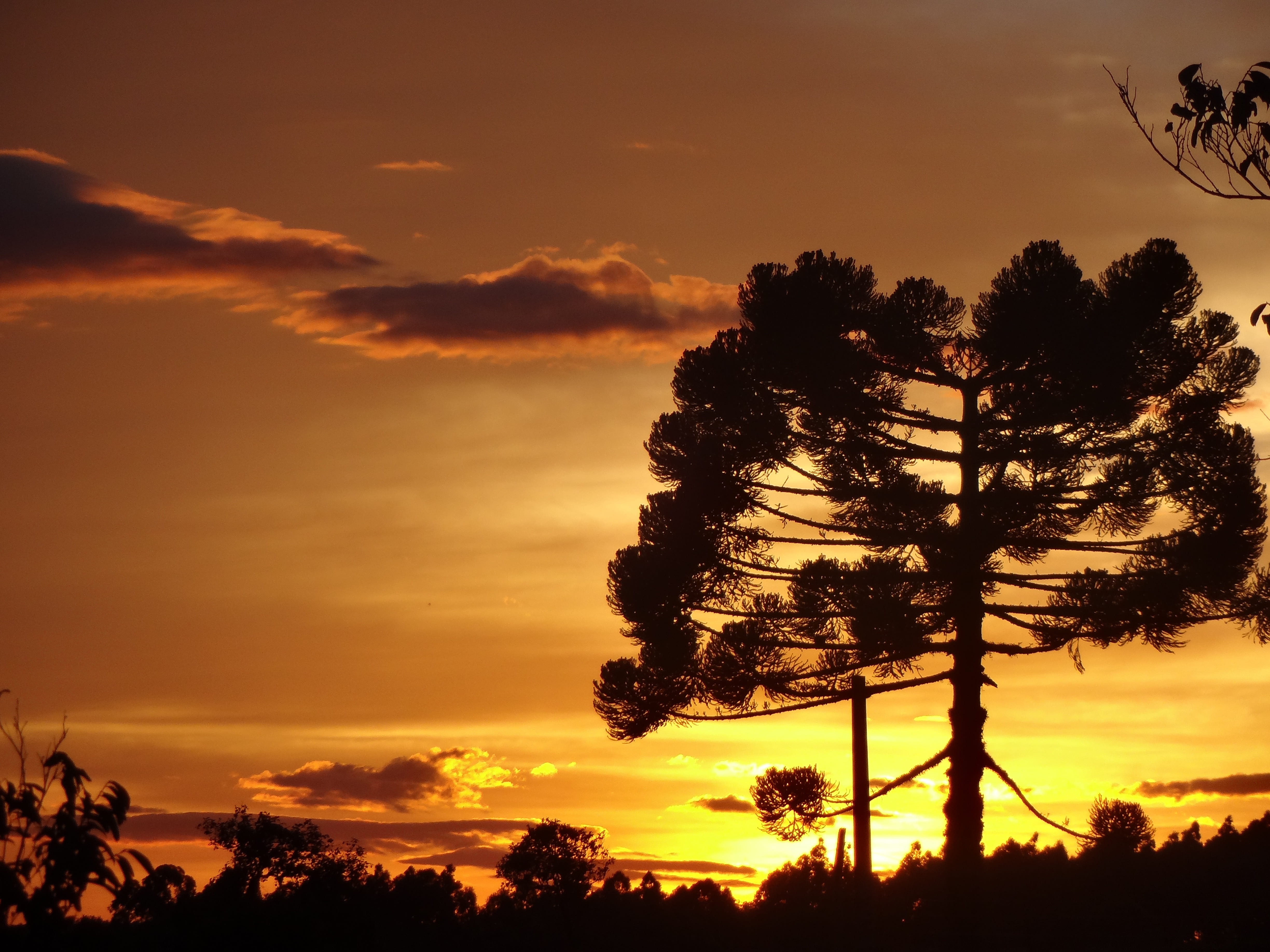 Free download | HD wallpaper: plant, araucaria, sunrise, pinheiro