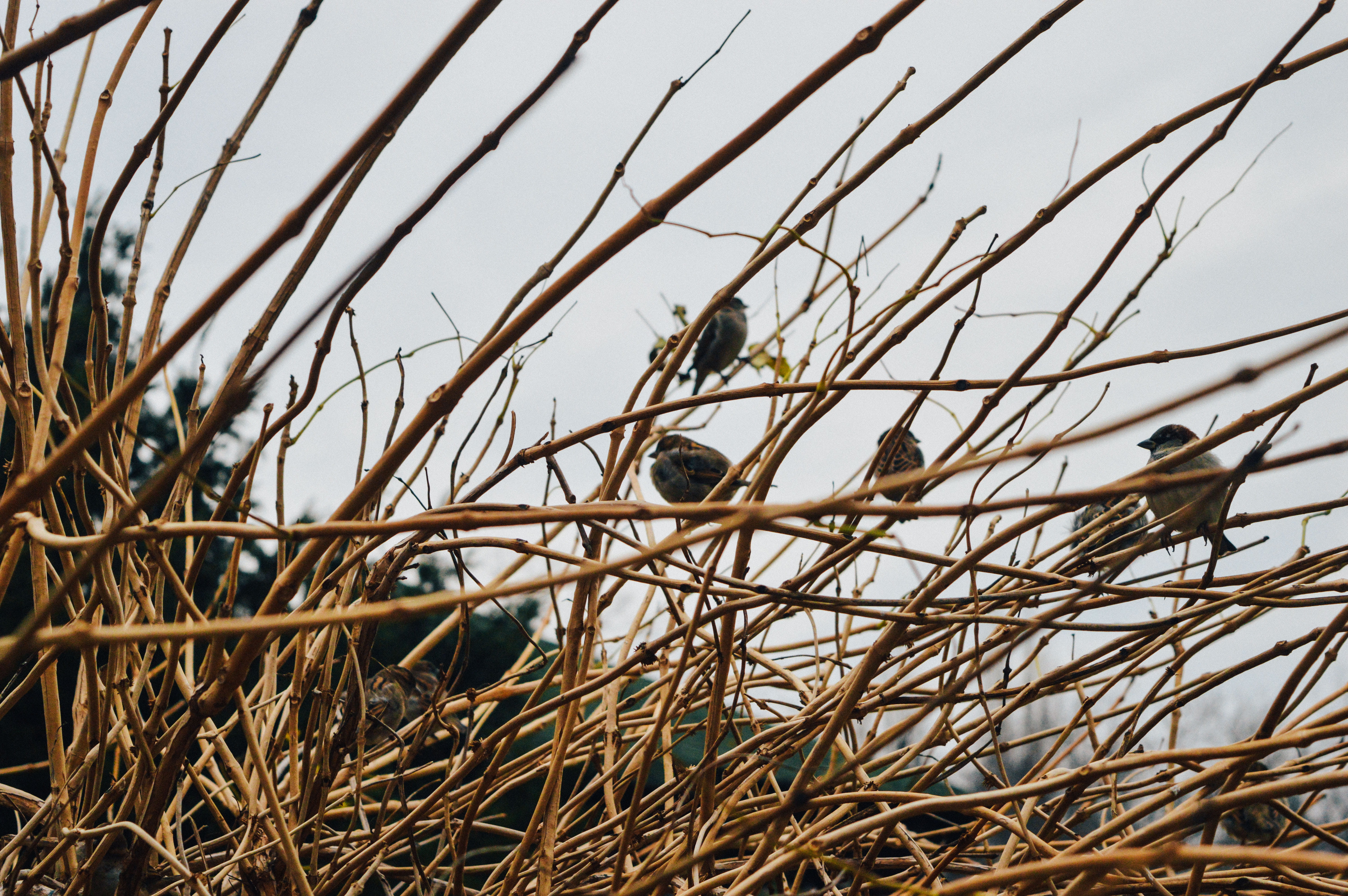 birds perching on bare trees, birds perching on leafless branches