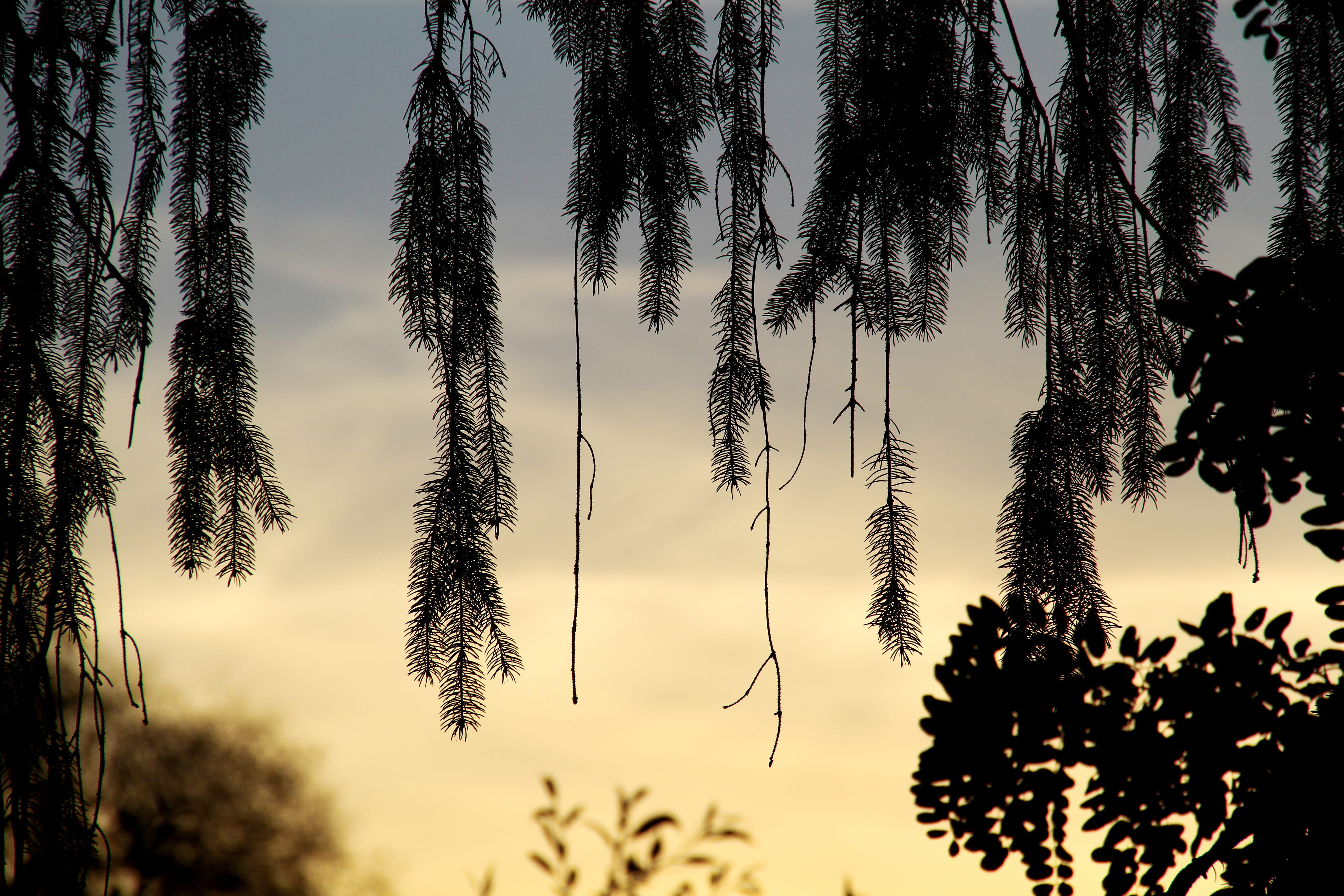 Willow, Tree, Tree, Branch, Light And Shade, nature, sky, sunset