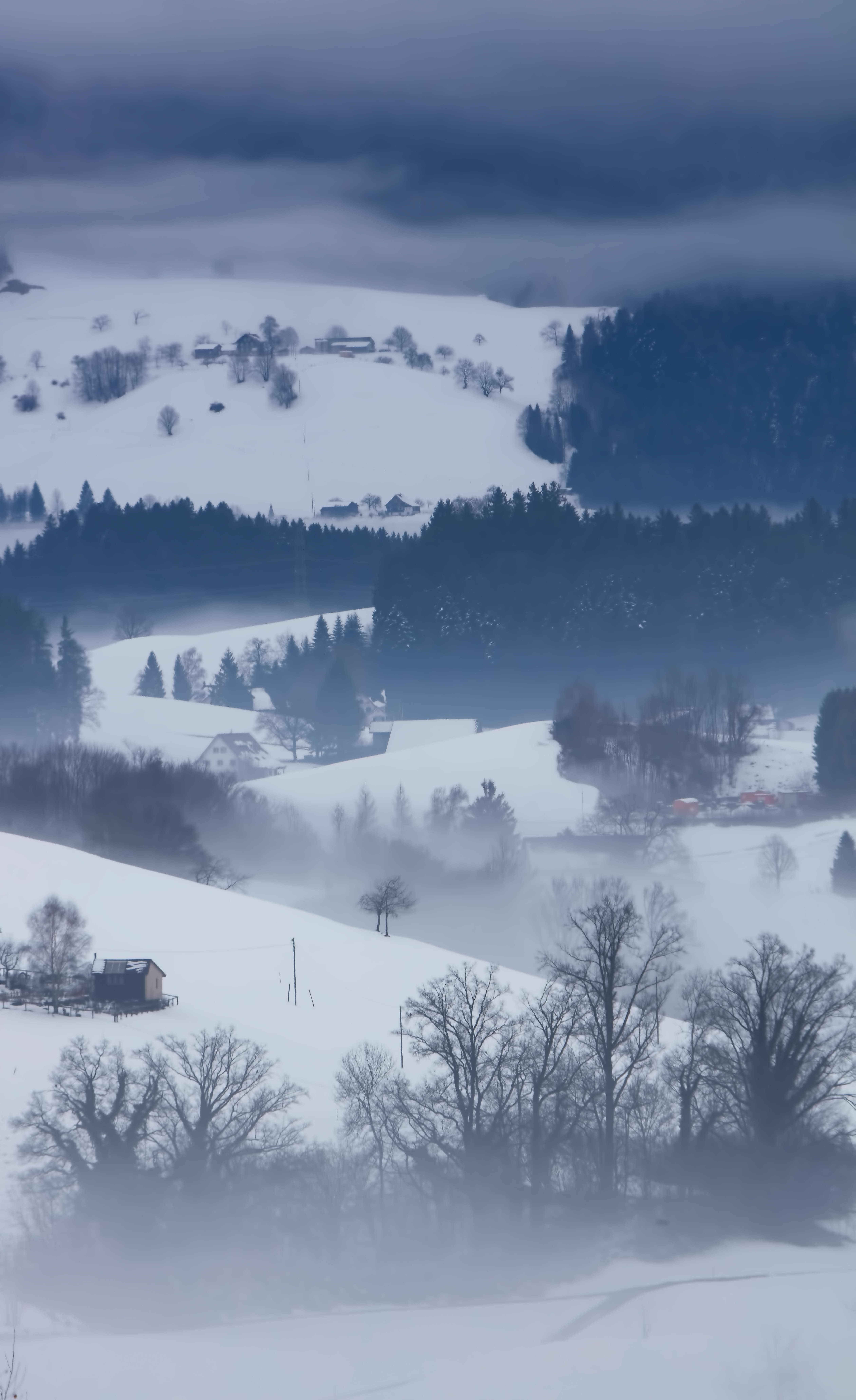 green leafed trees, snow covered tree under cloud, cold, winter