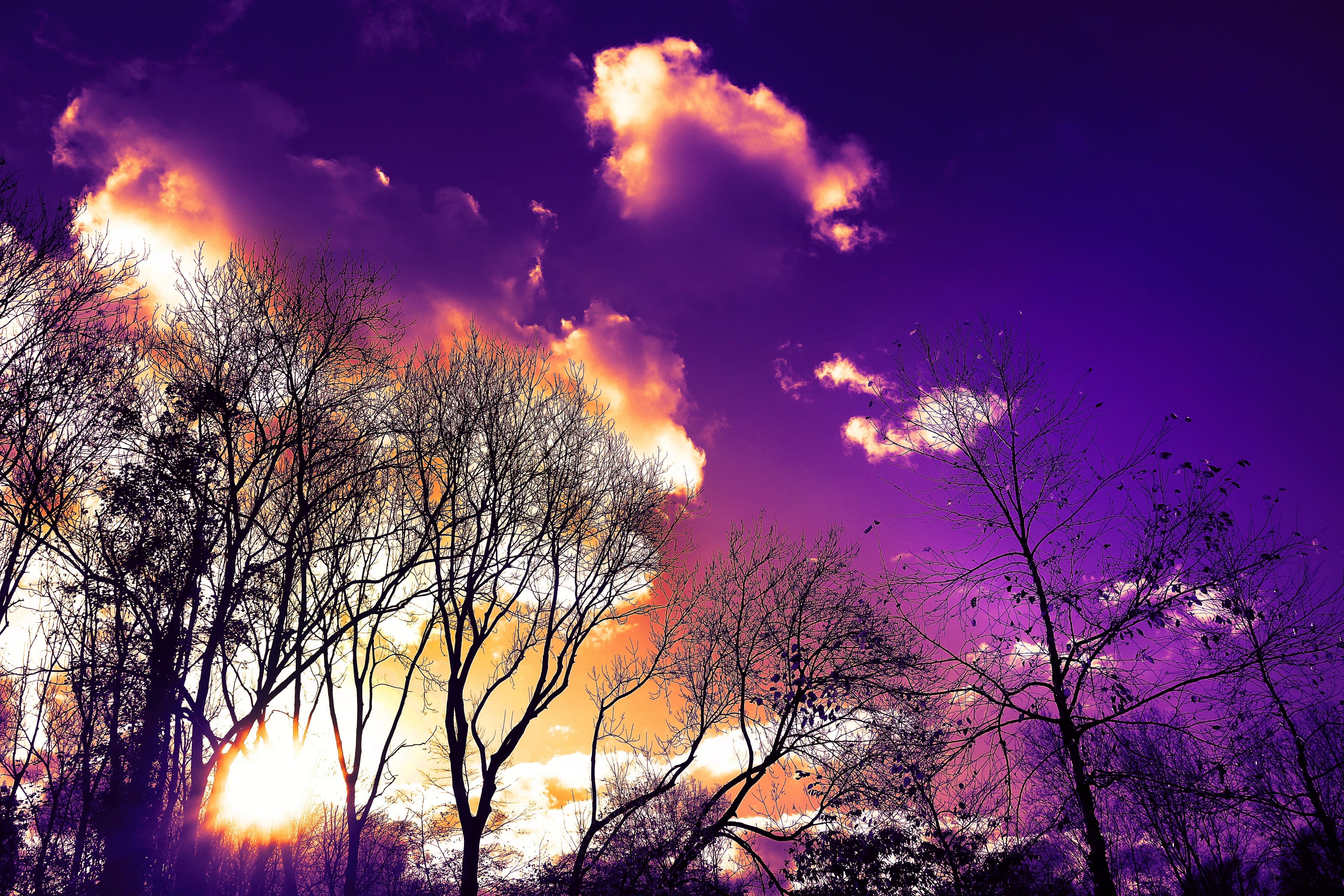 tree, tree silhouette, bare trees, winter trees, sky, clouds