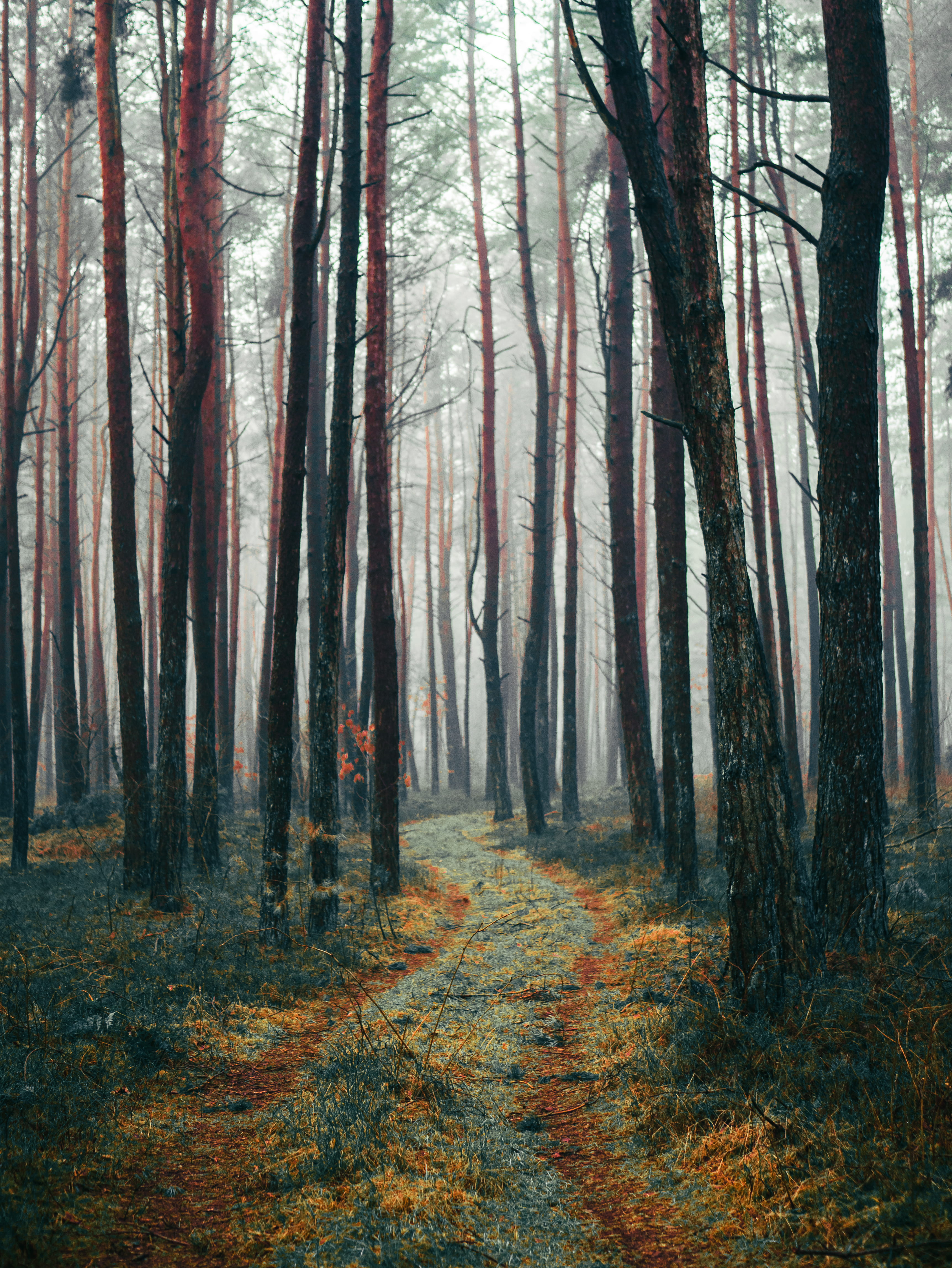 pathway between tall trees during daytime, tree forest during early morning