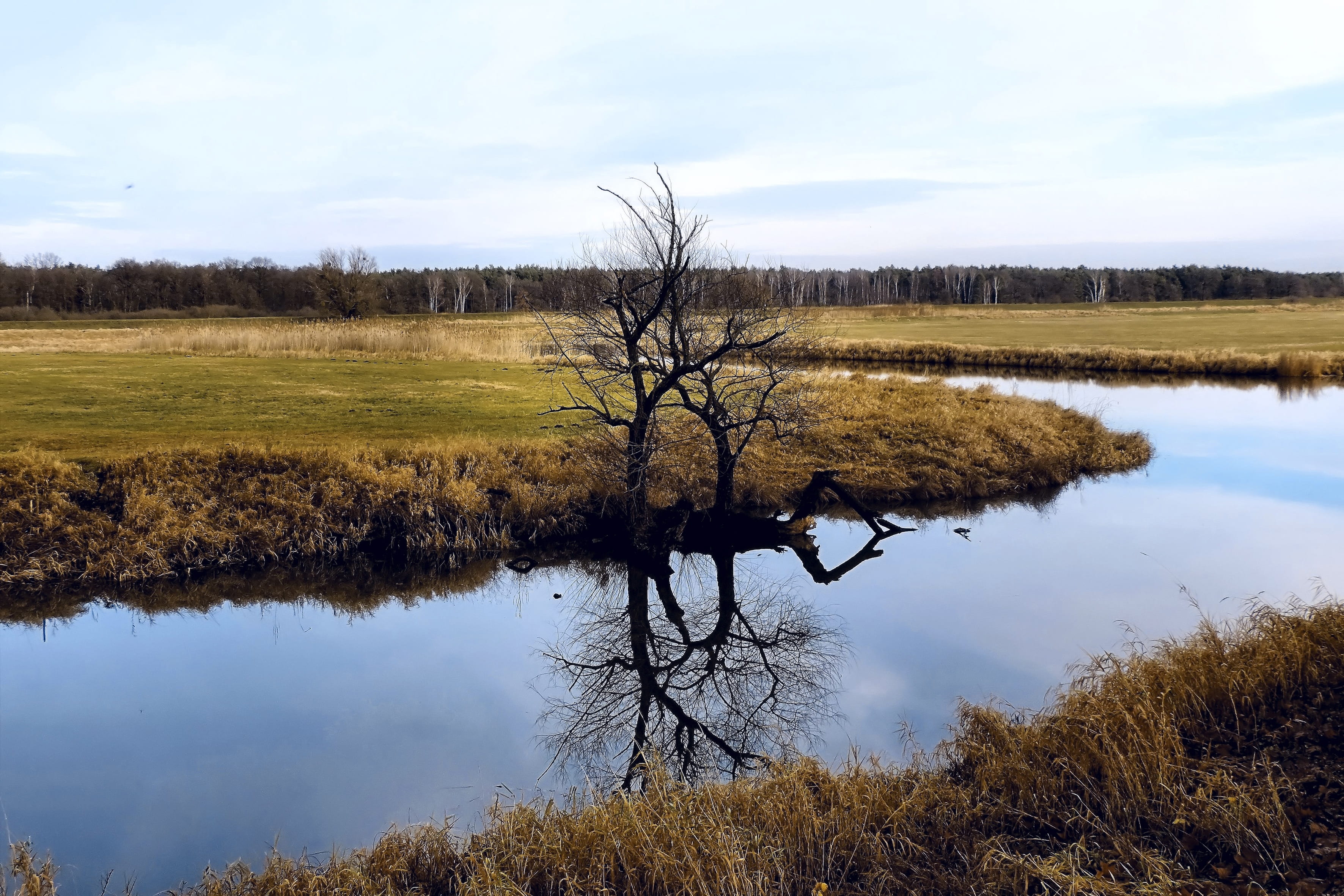 River, Tree, Mirroring, Landscape, river landscape, reflection