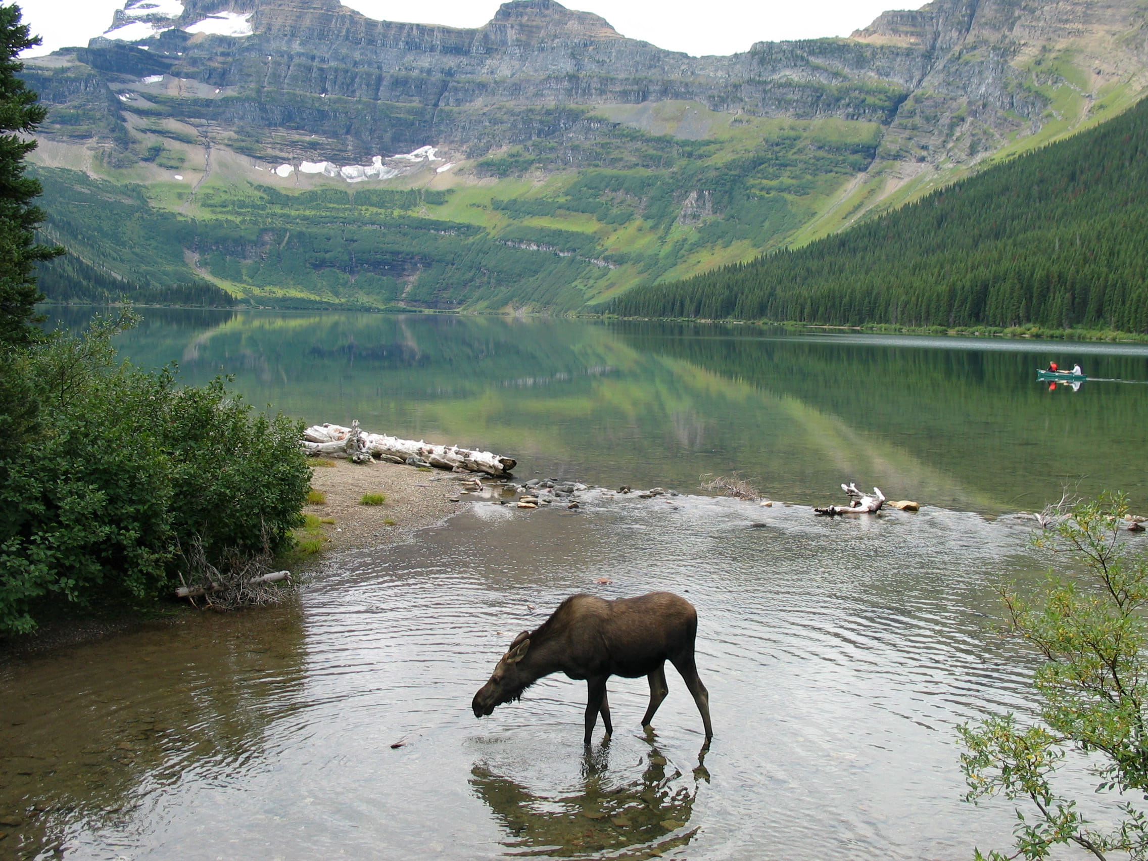 Moose taking a drink at Cameron lake at Waterton Lakes National Park, Alberta, Canada