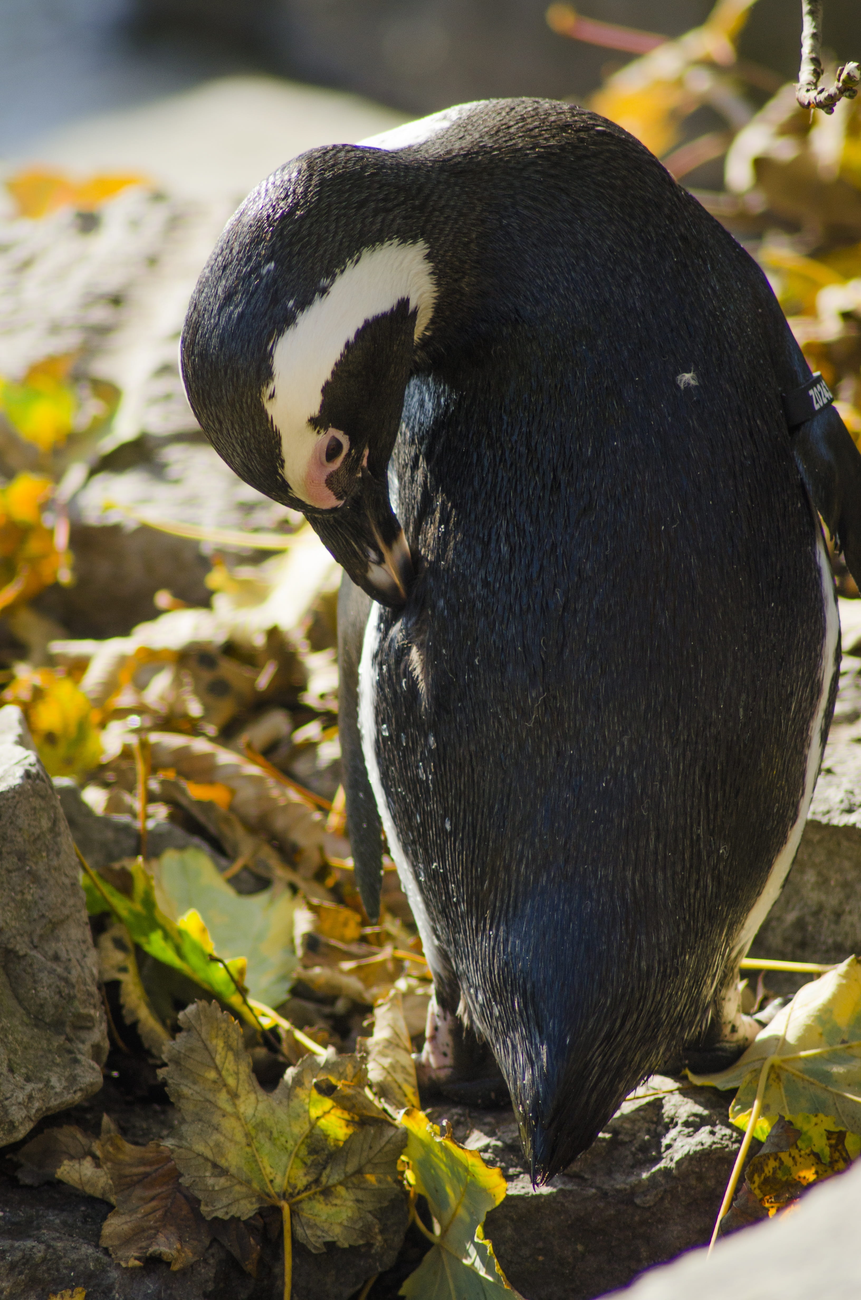 Penguin, Color, Animal, multicoloured, nature, one animal, outdoors