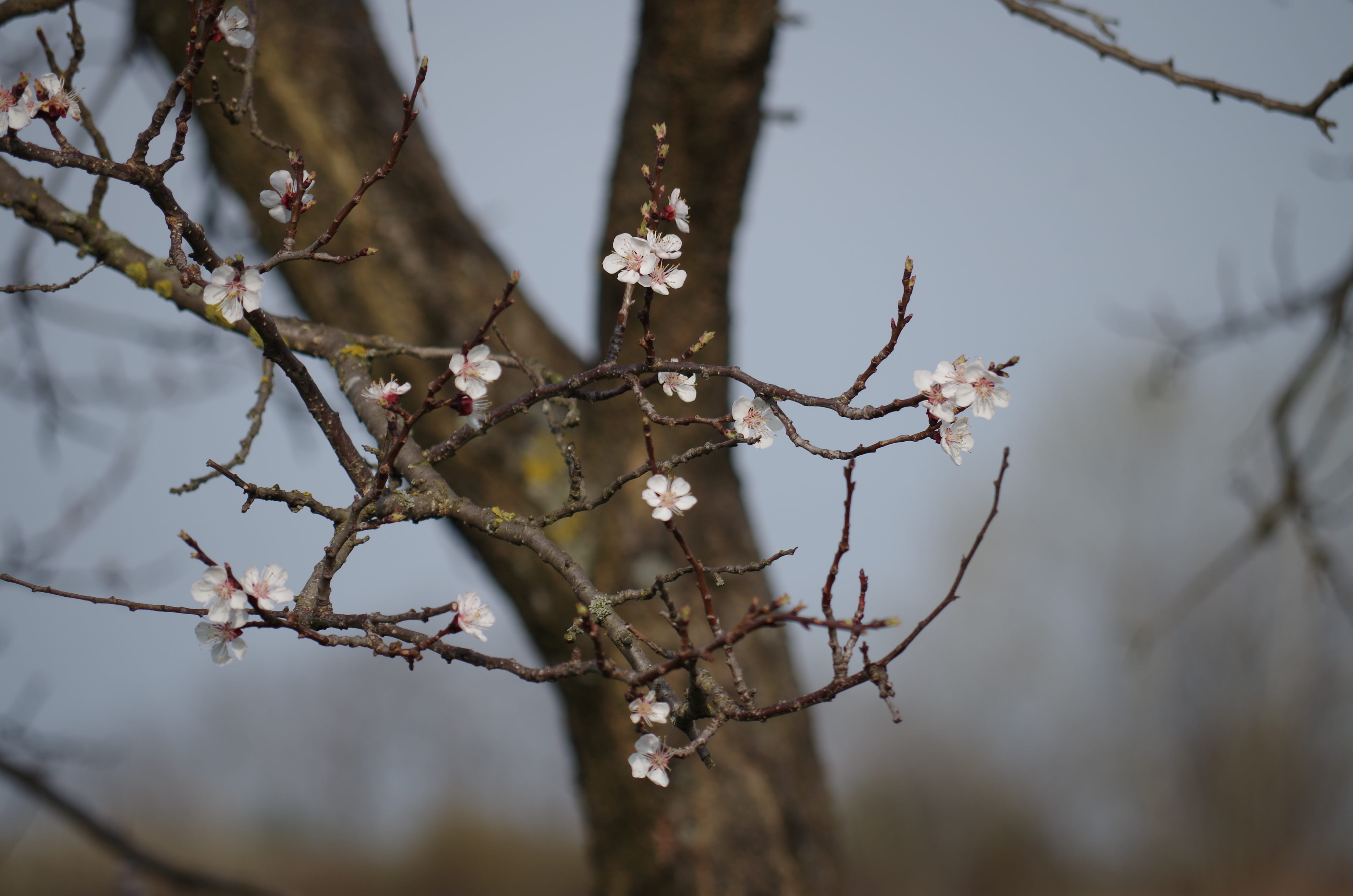 Apple Tree, Flowering, Spring, Florets, small, branch, outdoors