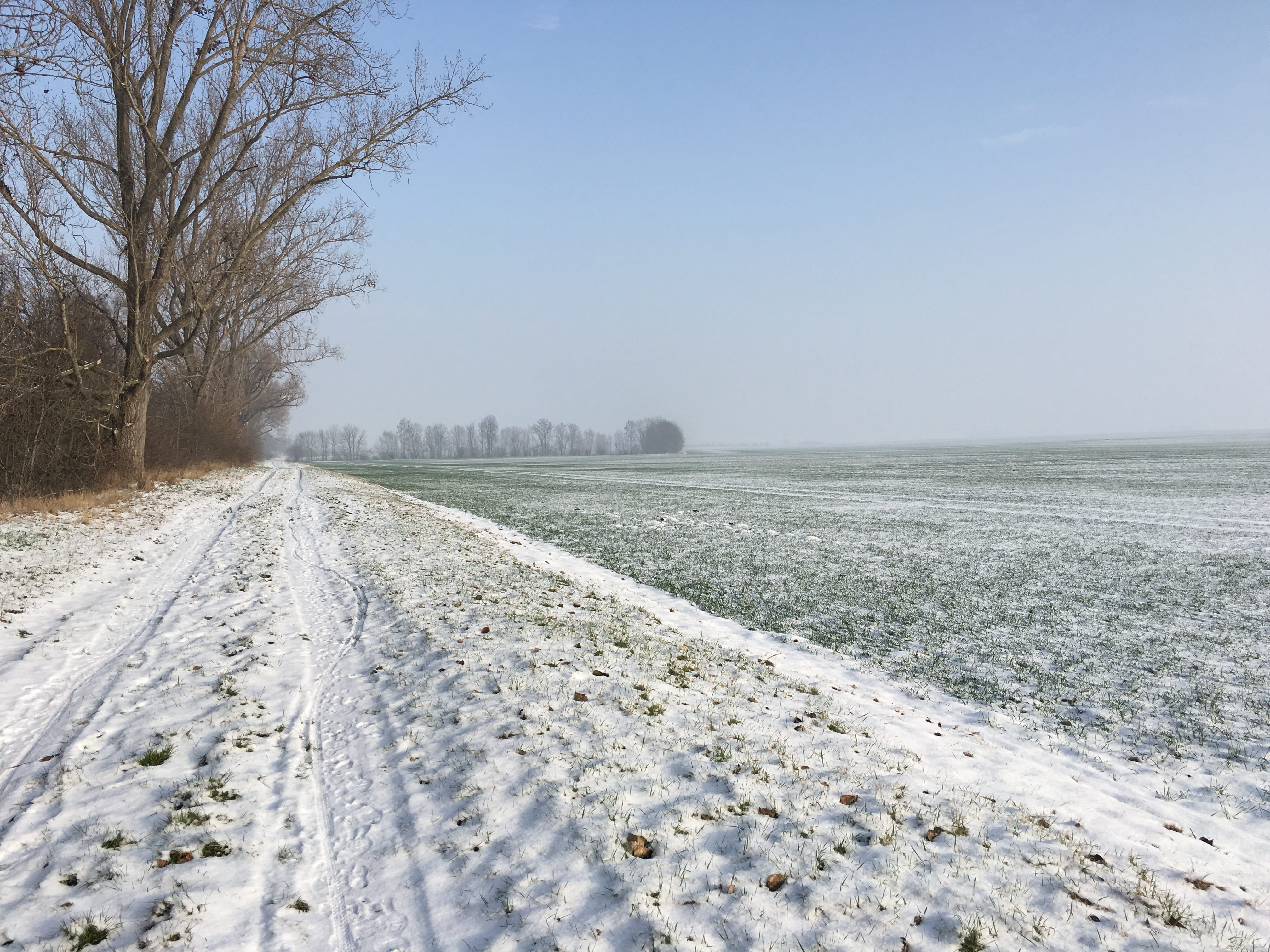 Tree, Snow, Landscape, Winter, Wintry, snowy, cold, cold temperature