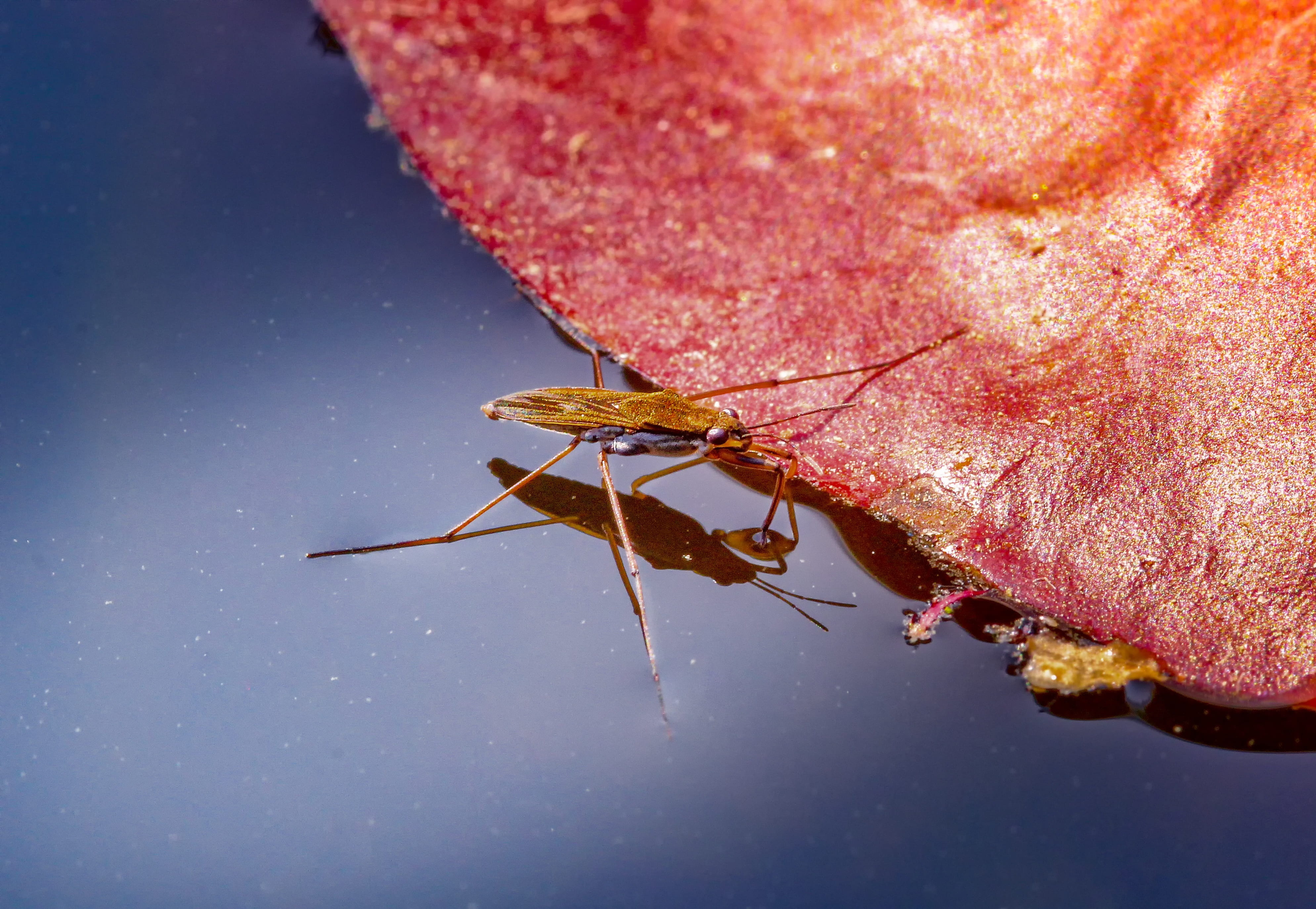 brown water strider, nature, water striders, gerridae, insect
