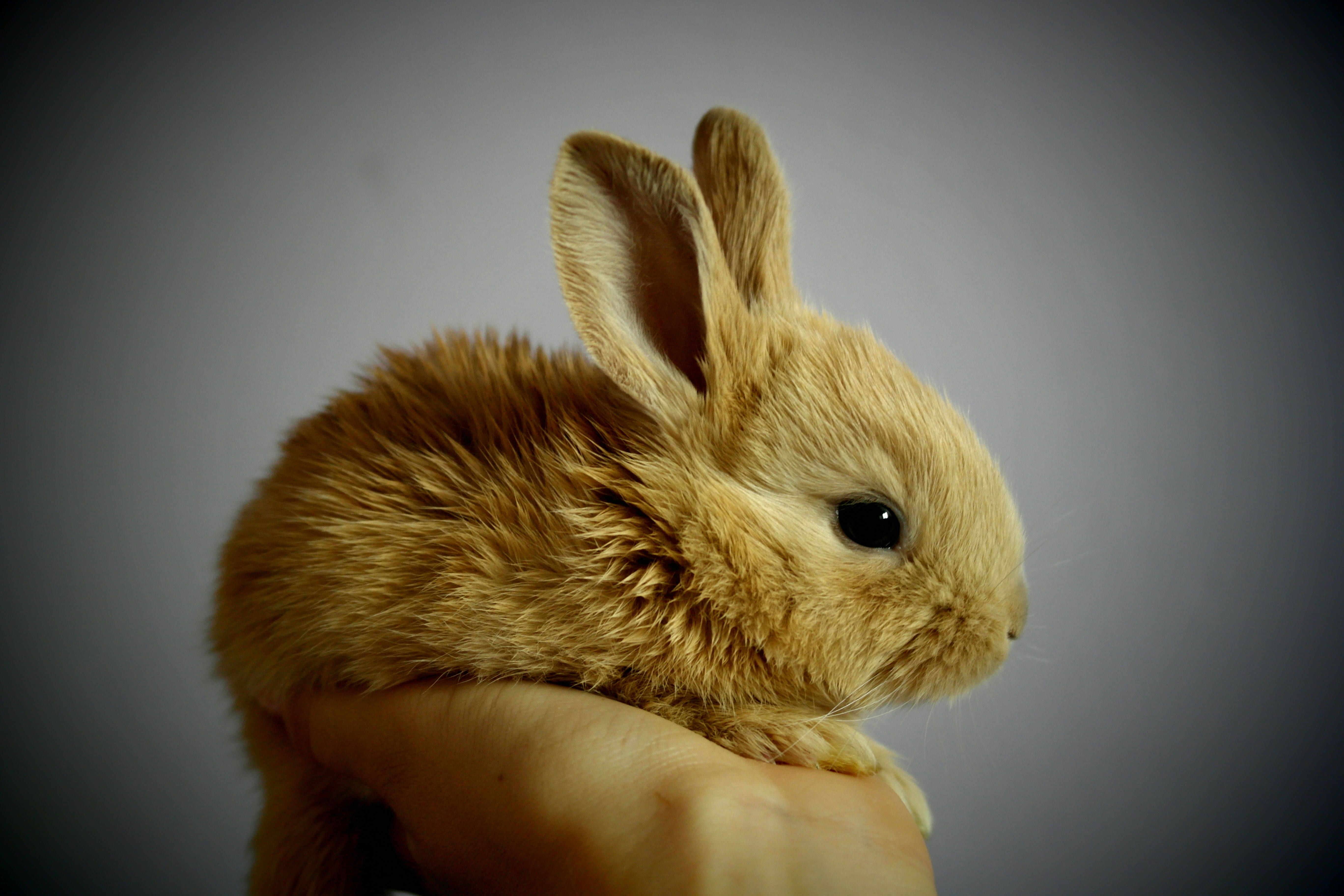 brown rabbit, palm, hand, snatch, redheaded, ears, by, detail