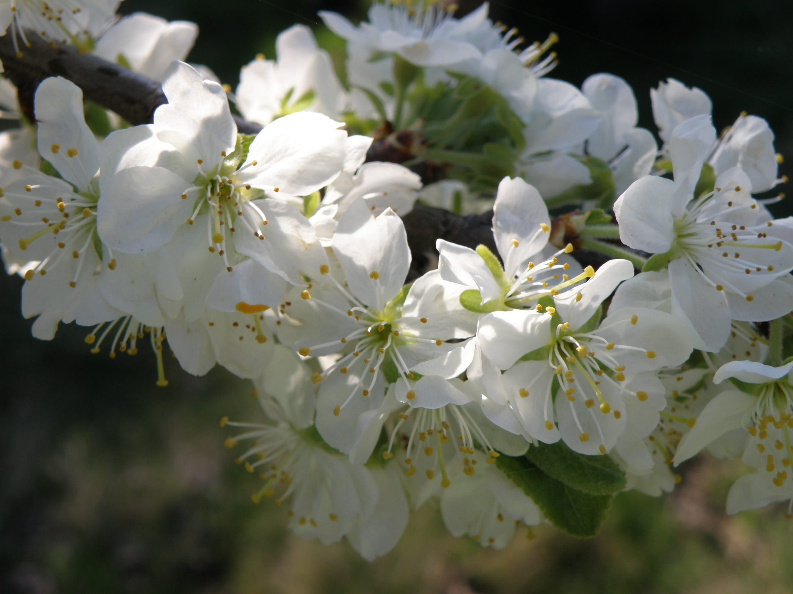 Flowers, Fruit Tree, Tree, Spring, Spring, Cherry, white, white color