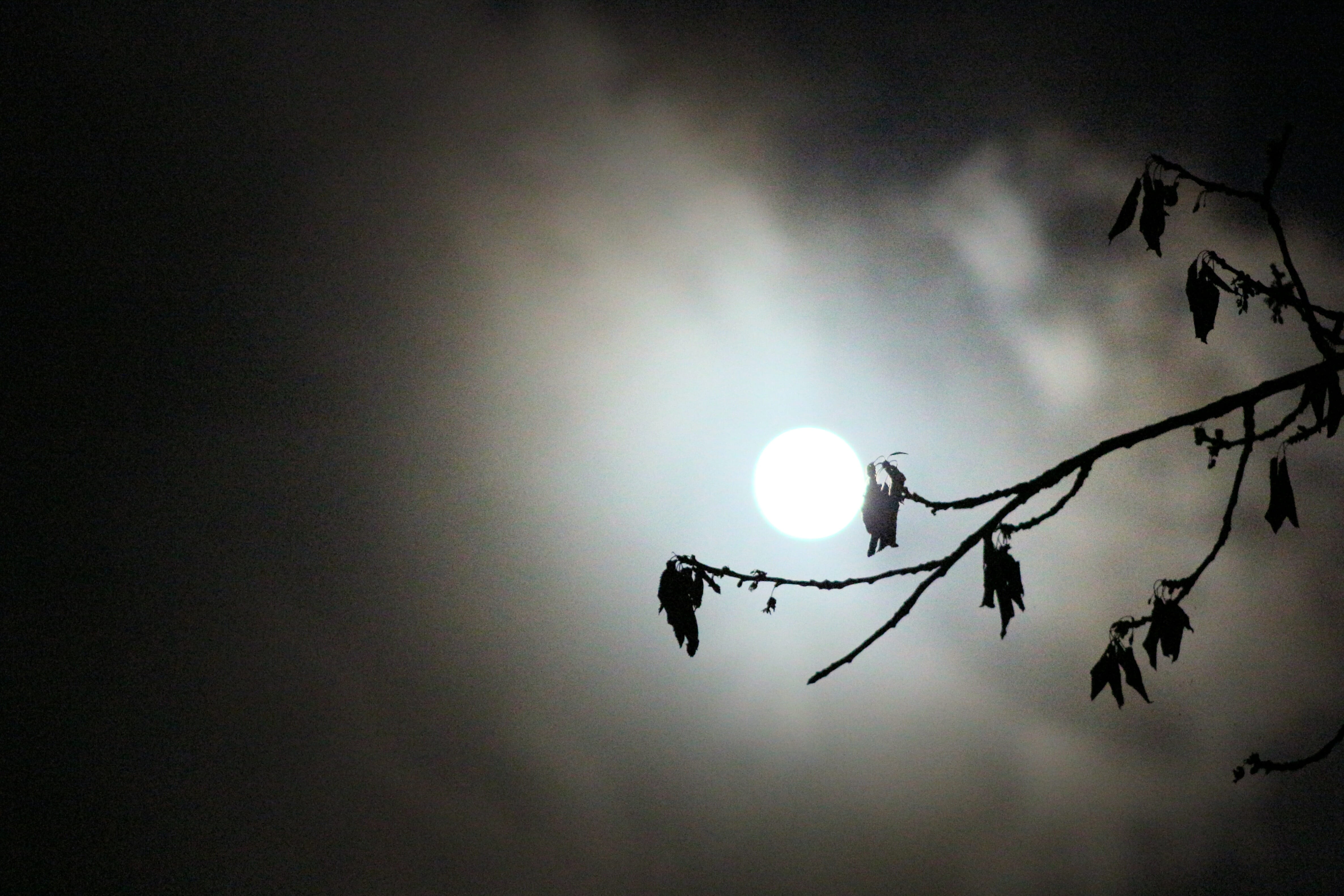 fullmoon, make, cloud, night, tree, background, light, sky