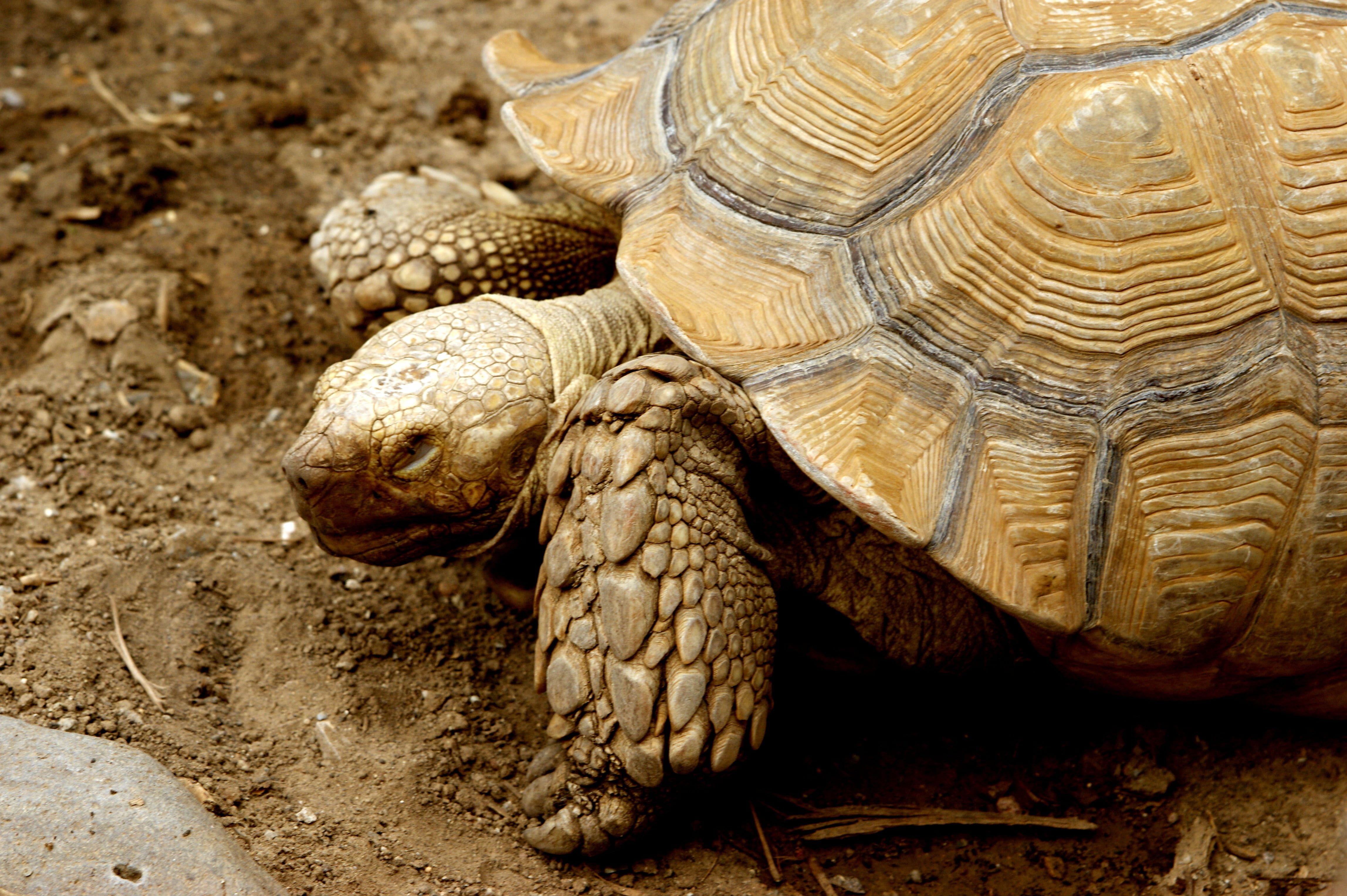 tortoise, reptiles, exoskeleton, nature, wildlife, animals
