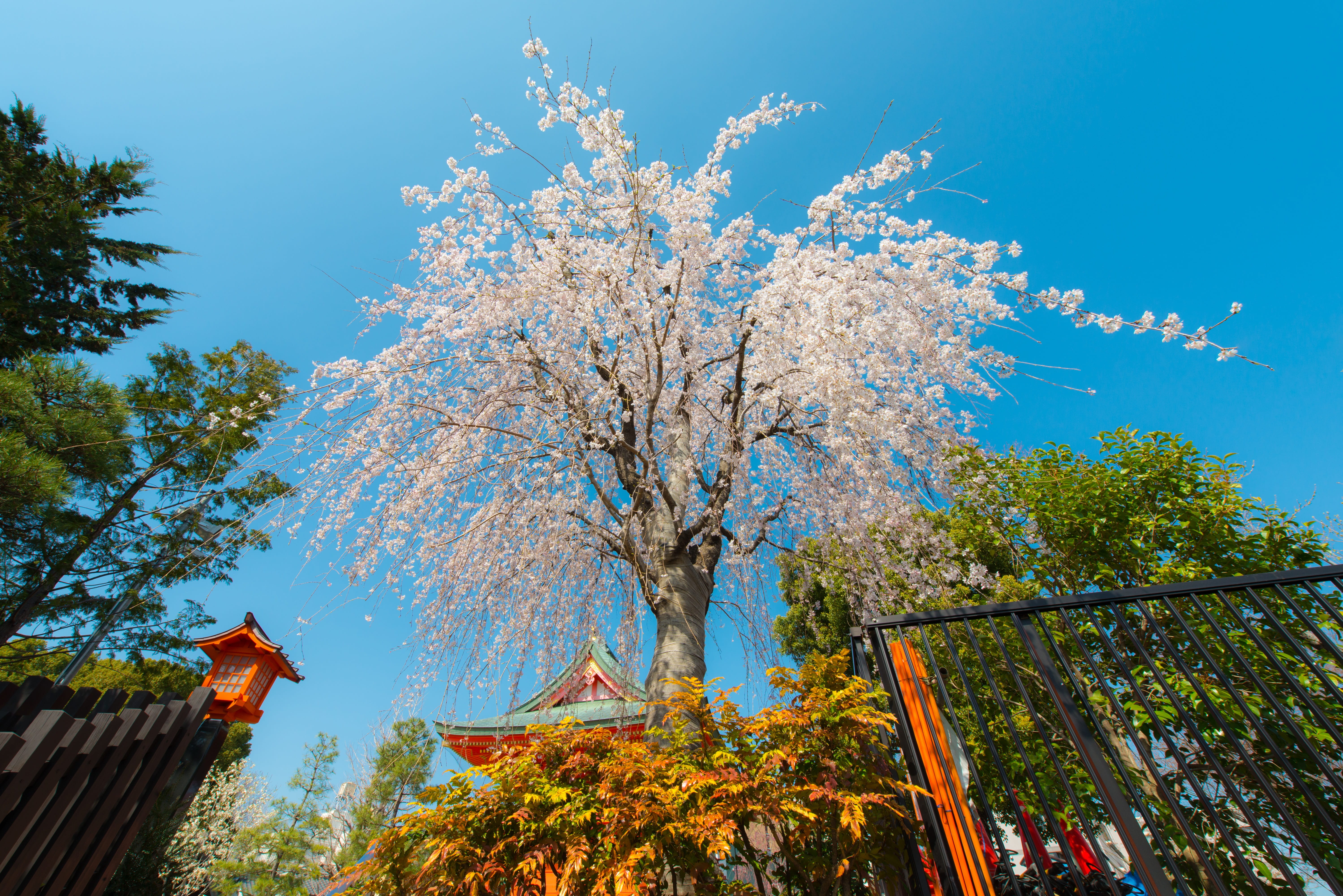 low-angle photo of cherry blossom tree beside metal gate under blue sky during daytime