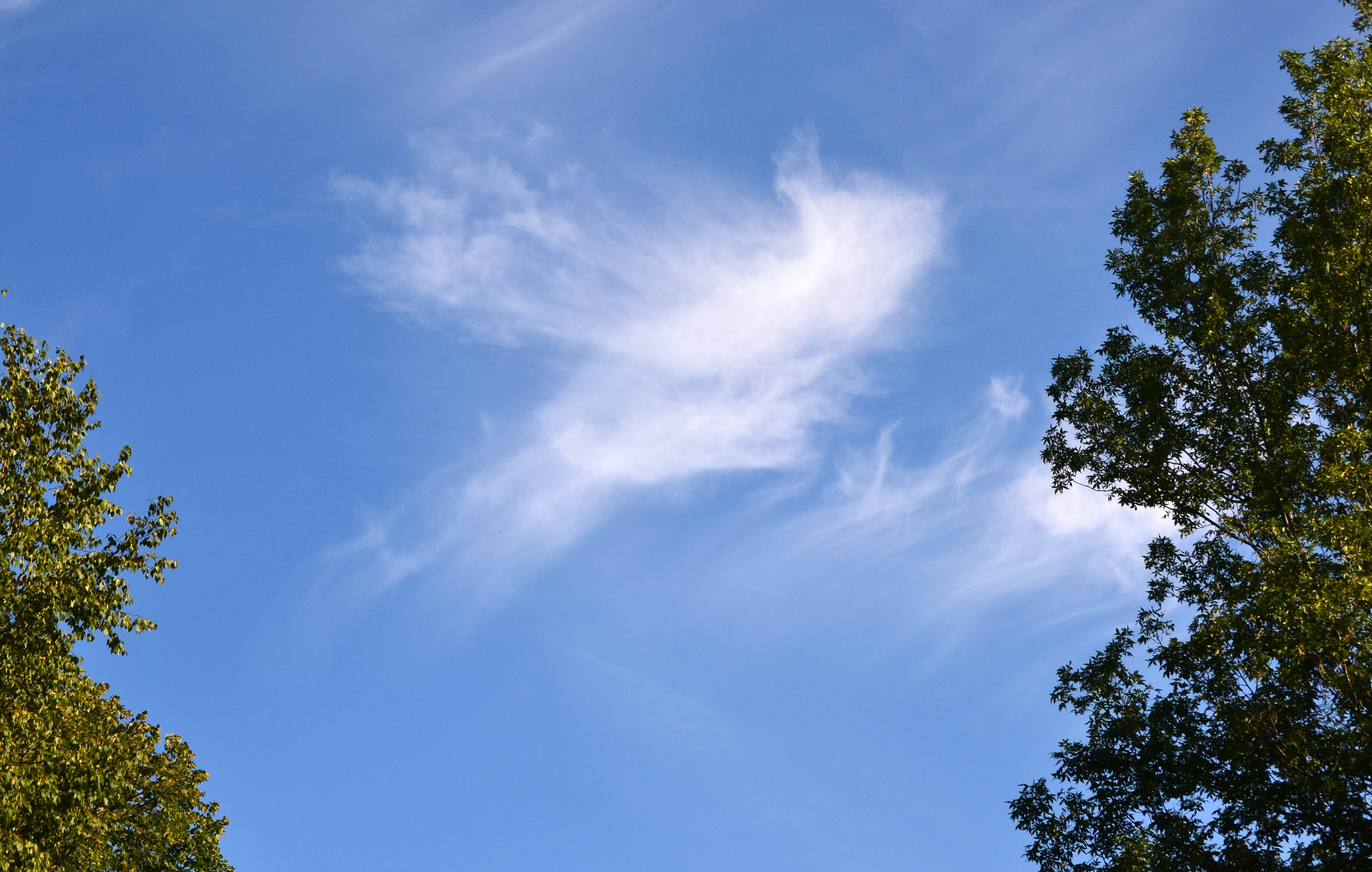 skyscaping, cloud, pattern, tree, low angle view, plant, blue