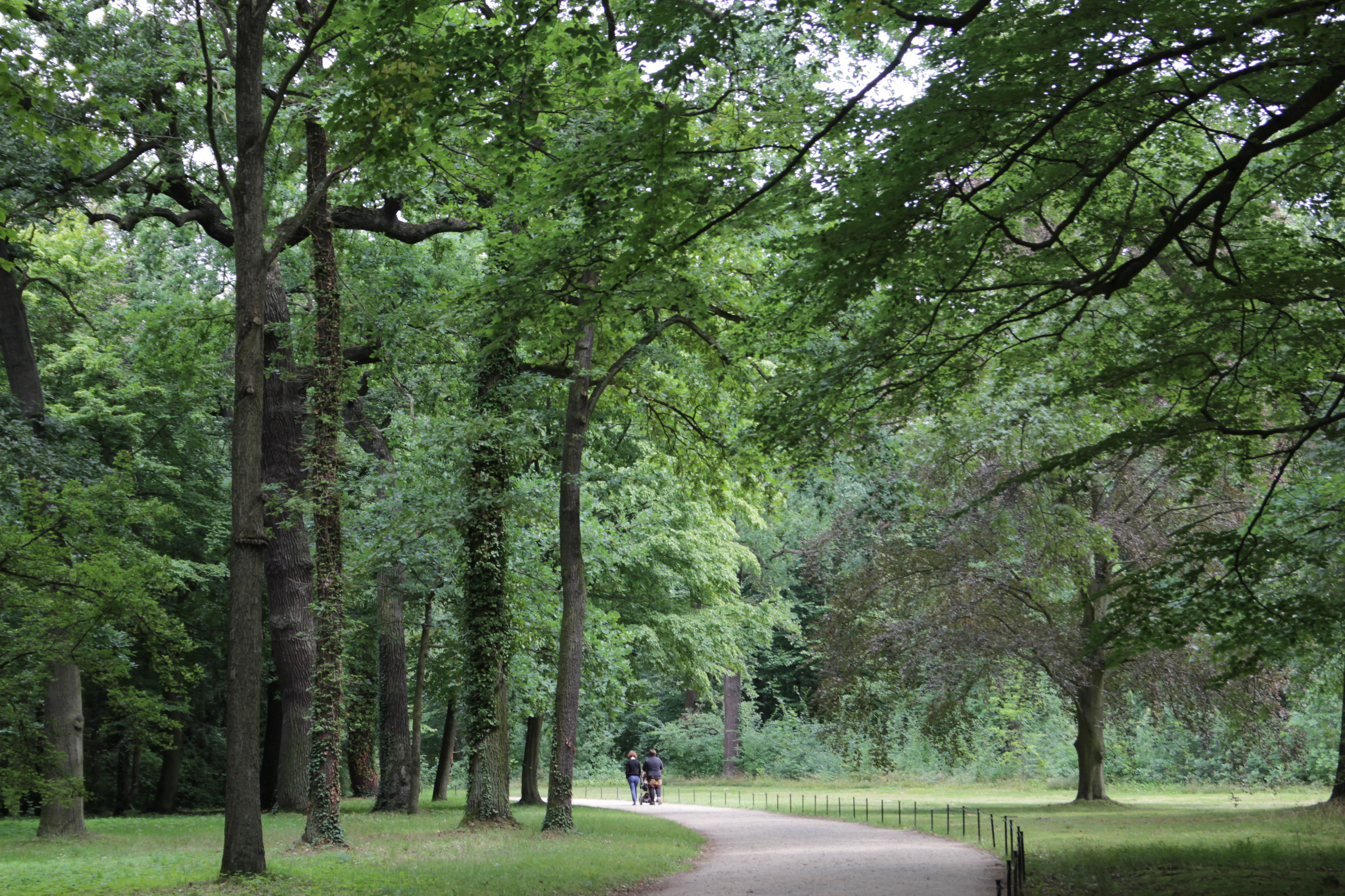 tree, forest, germany, forest trees, green, nature, environment