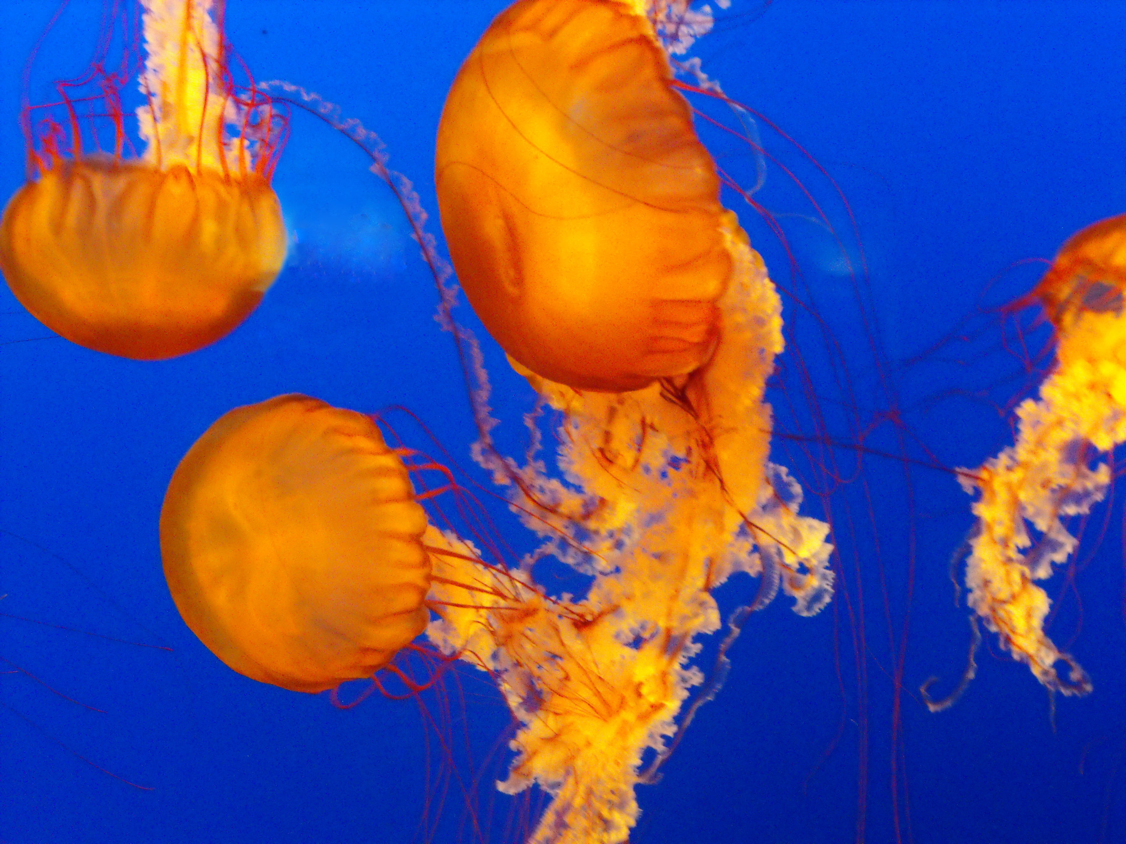 jelly fishes on body of water, sea, ocean, marine, animal, nature