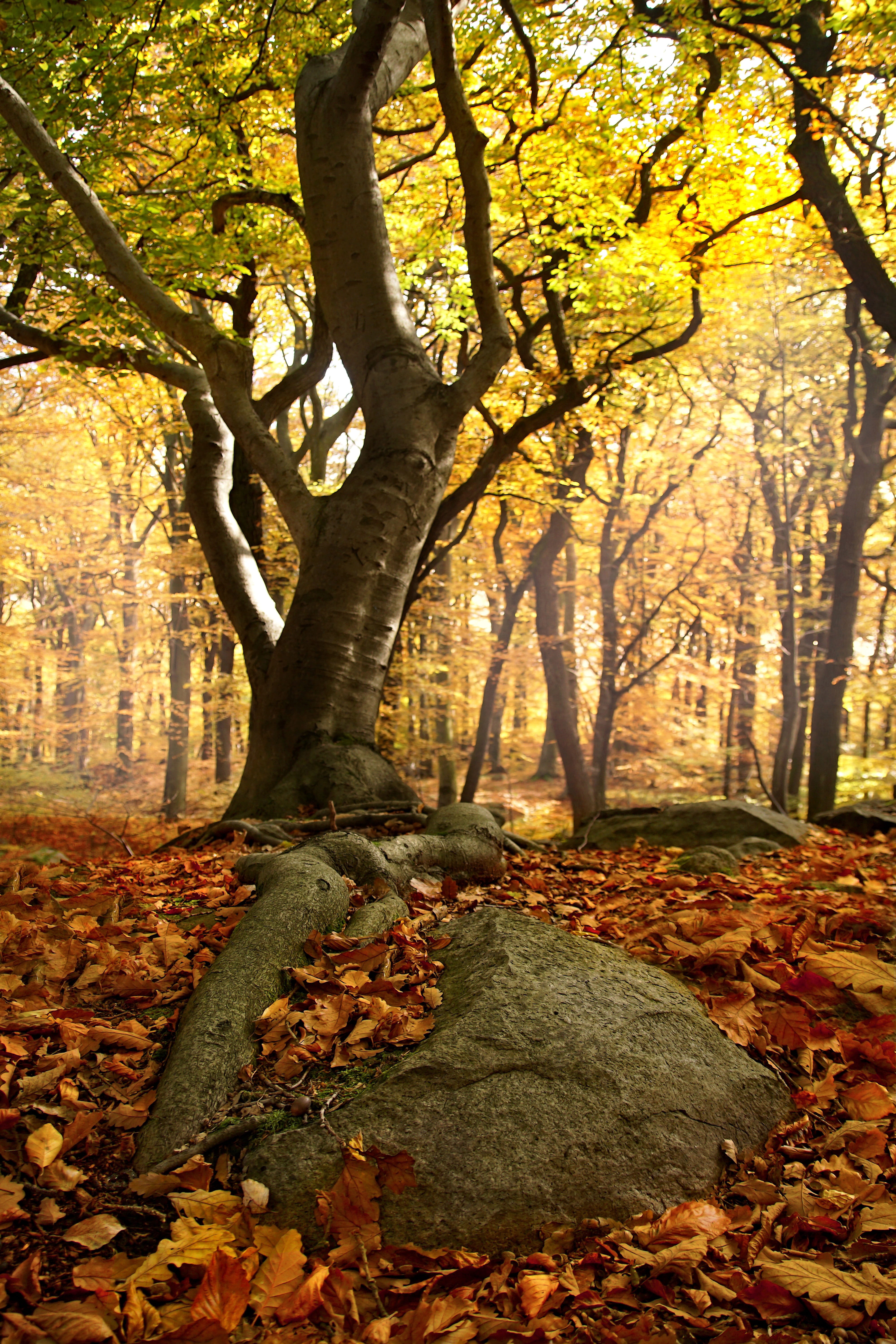 green tree, beech forest, roots, nature, light, autumn, tree roots