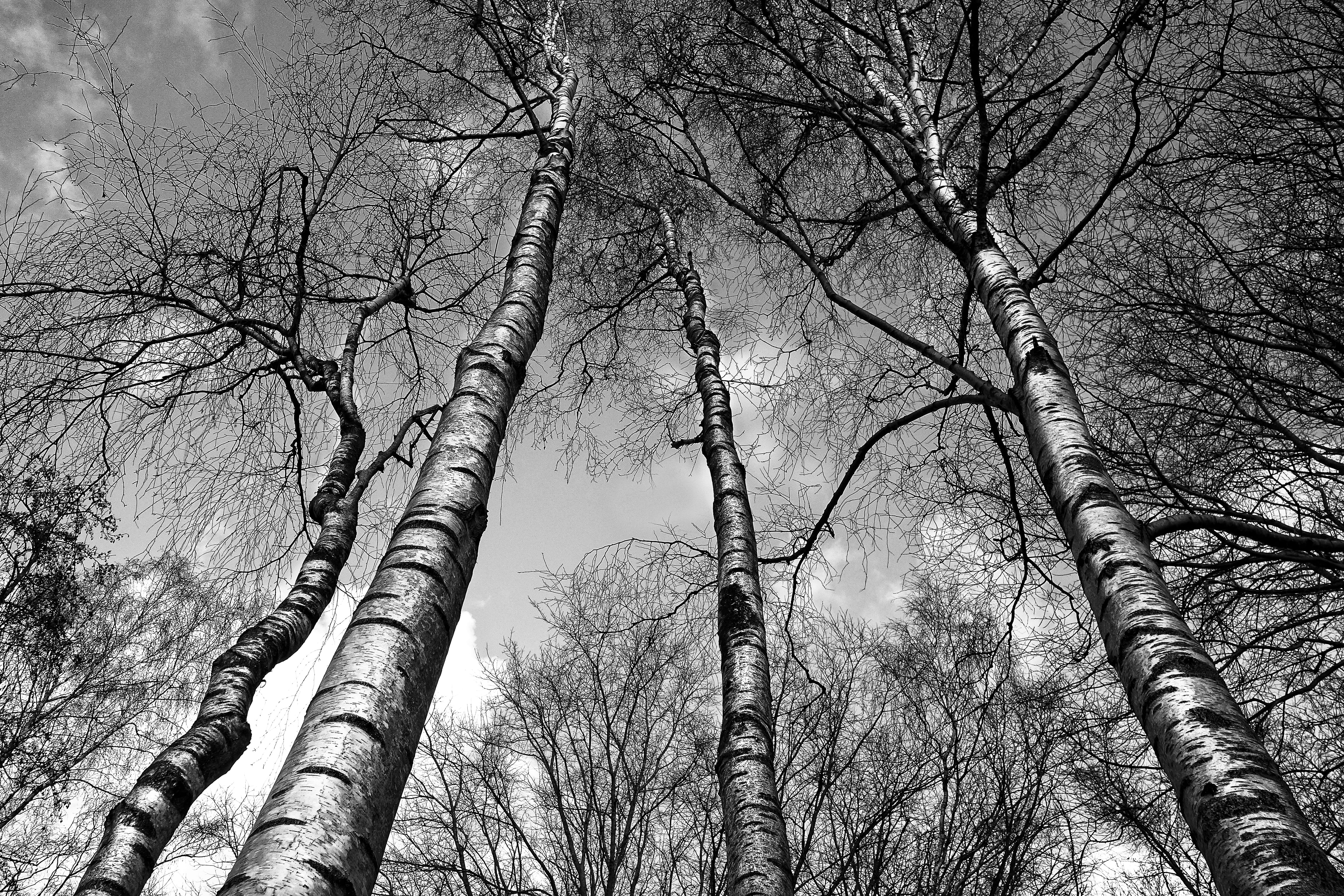 leafless tree, birch, birch trees, trunk, white, bark, white bark