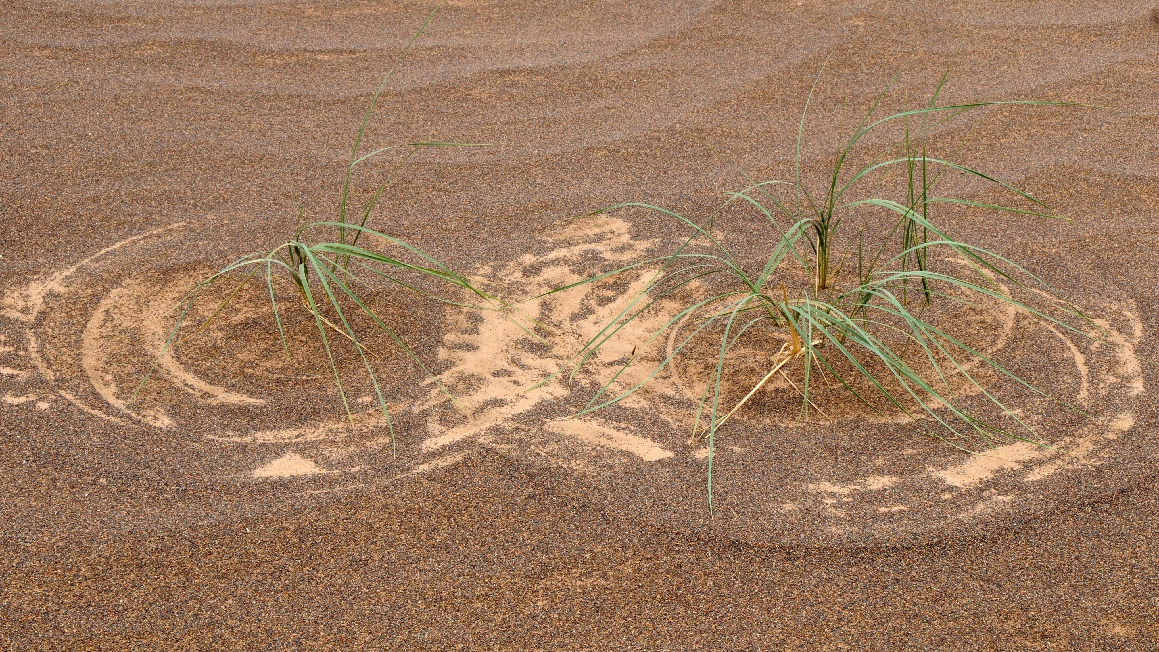 mongolia, desert, grass pattern, structure, land, plant, nature