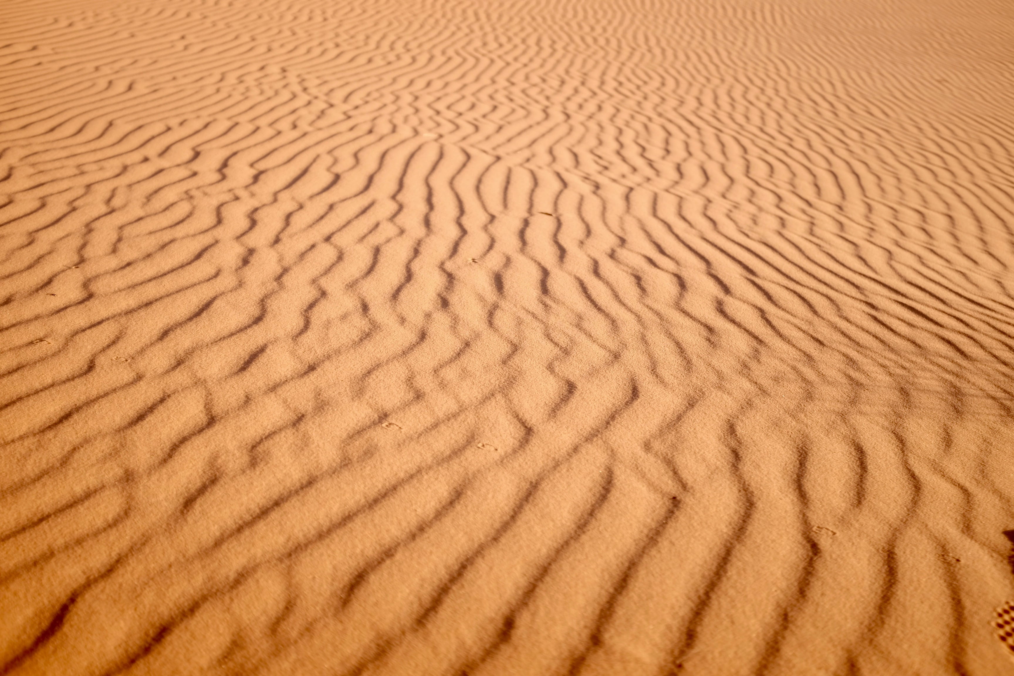 focus photo of desert, desert sand, beach, ground, desolate, dune