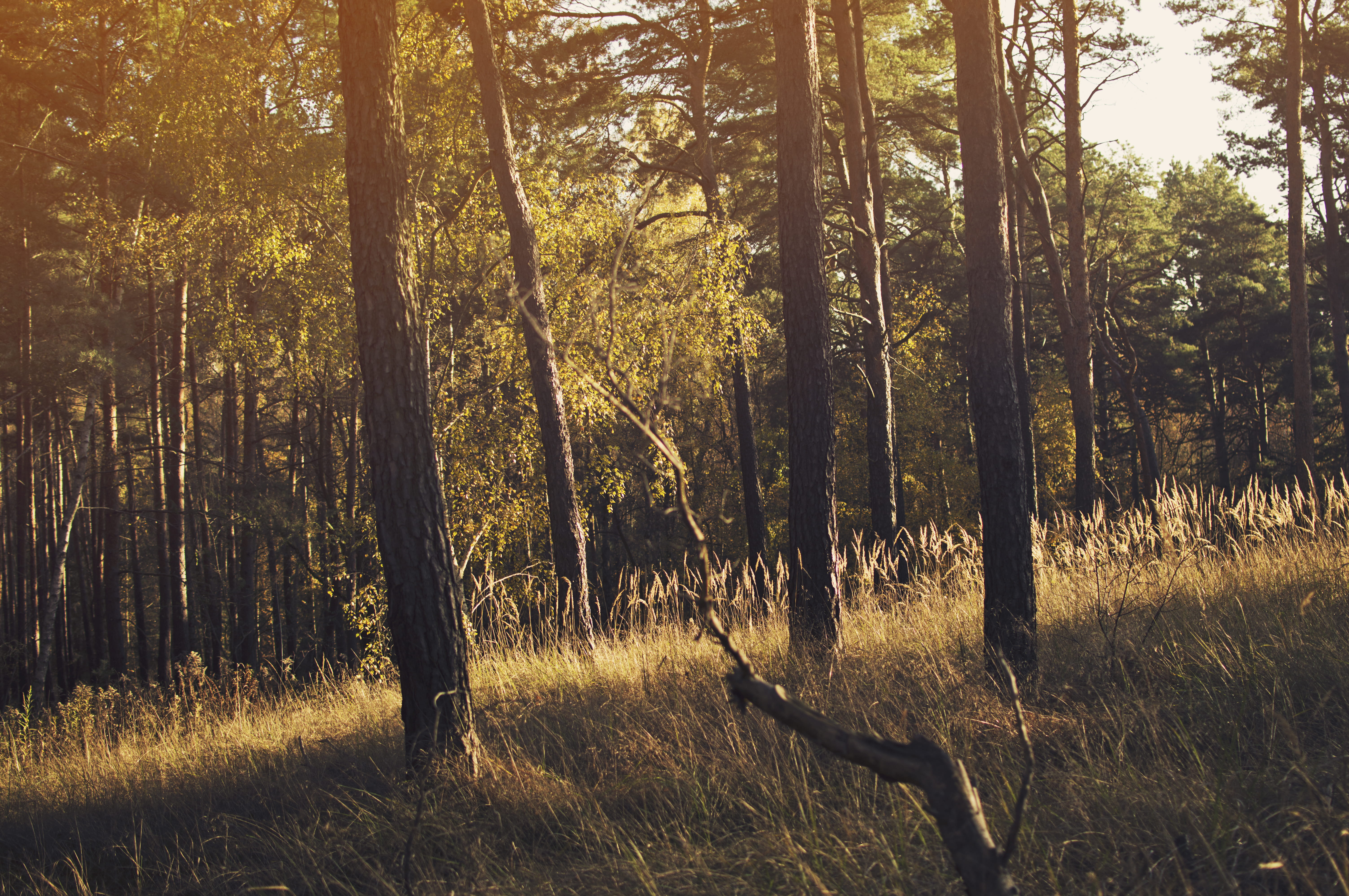 green leafed trees under brown field, sun rays through forest