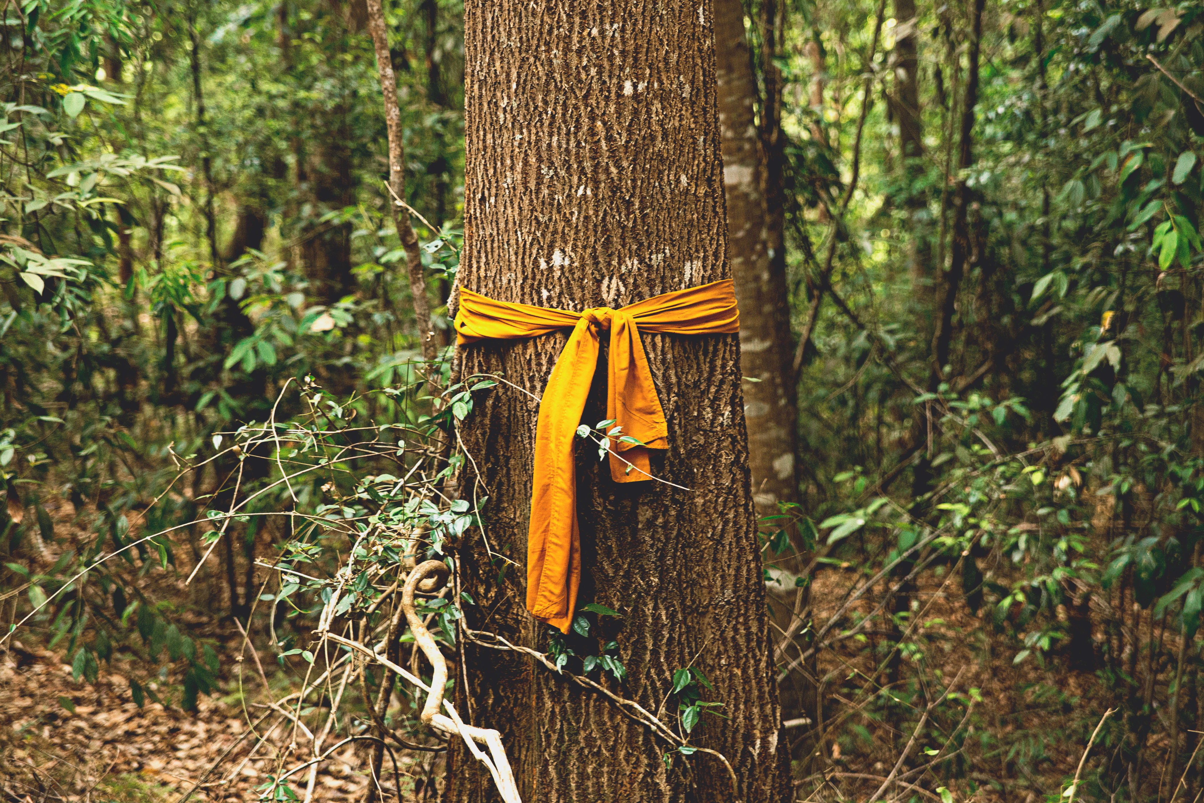 yellow ribbon tied up on tree trunk, cloth, plant, forest, nature