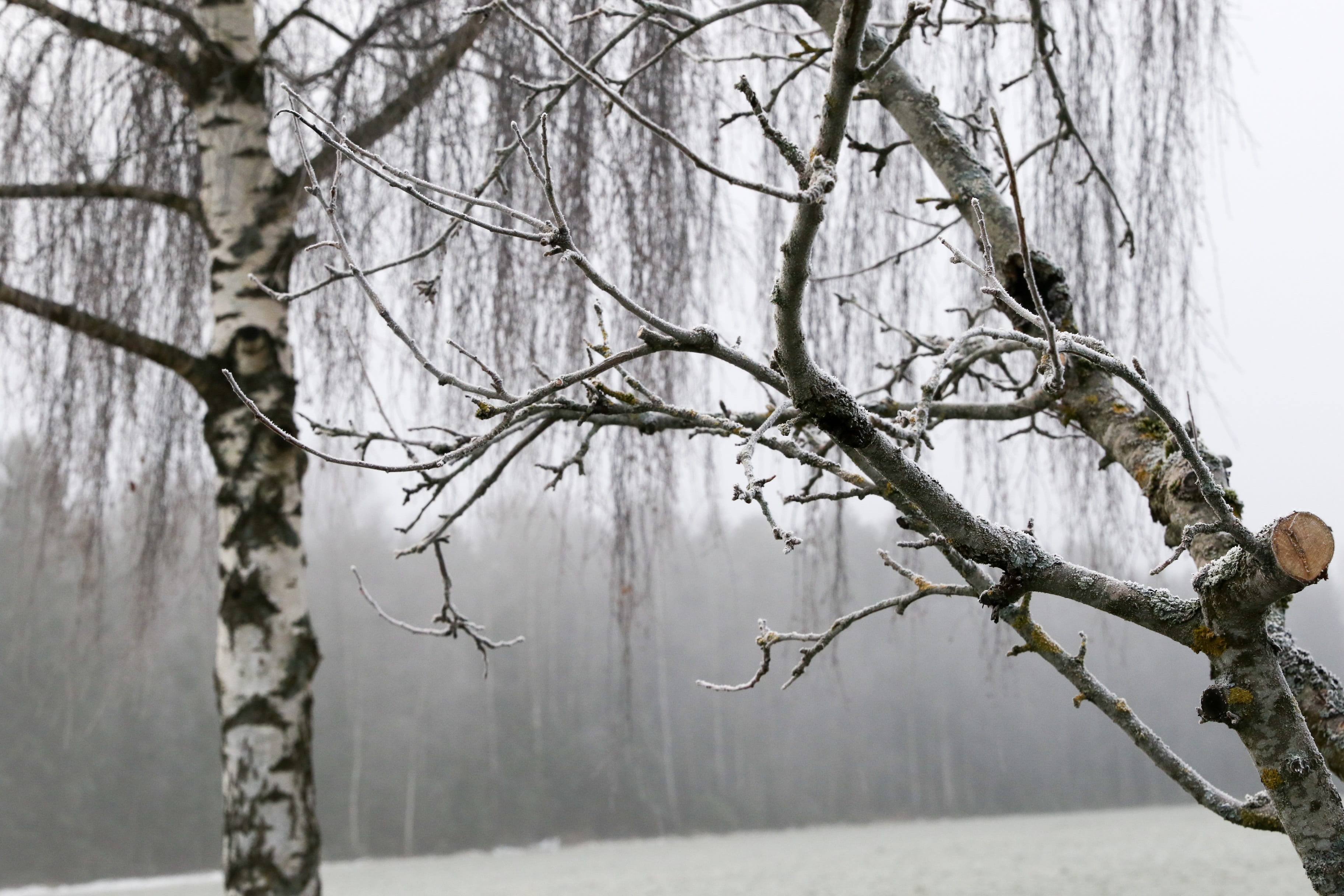 tree, nature, winter, cold temperature, branch, snow, bare tree