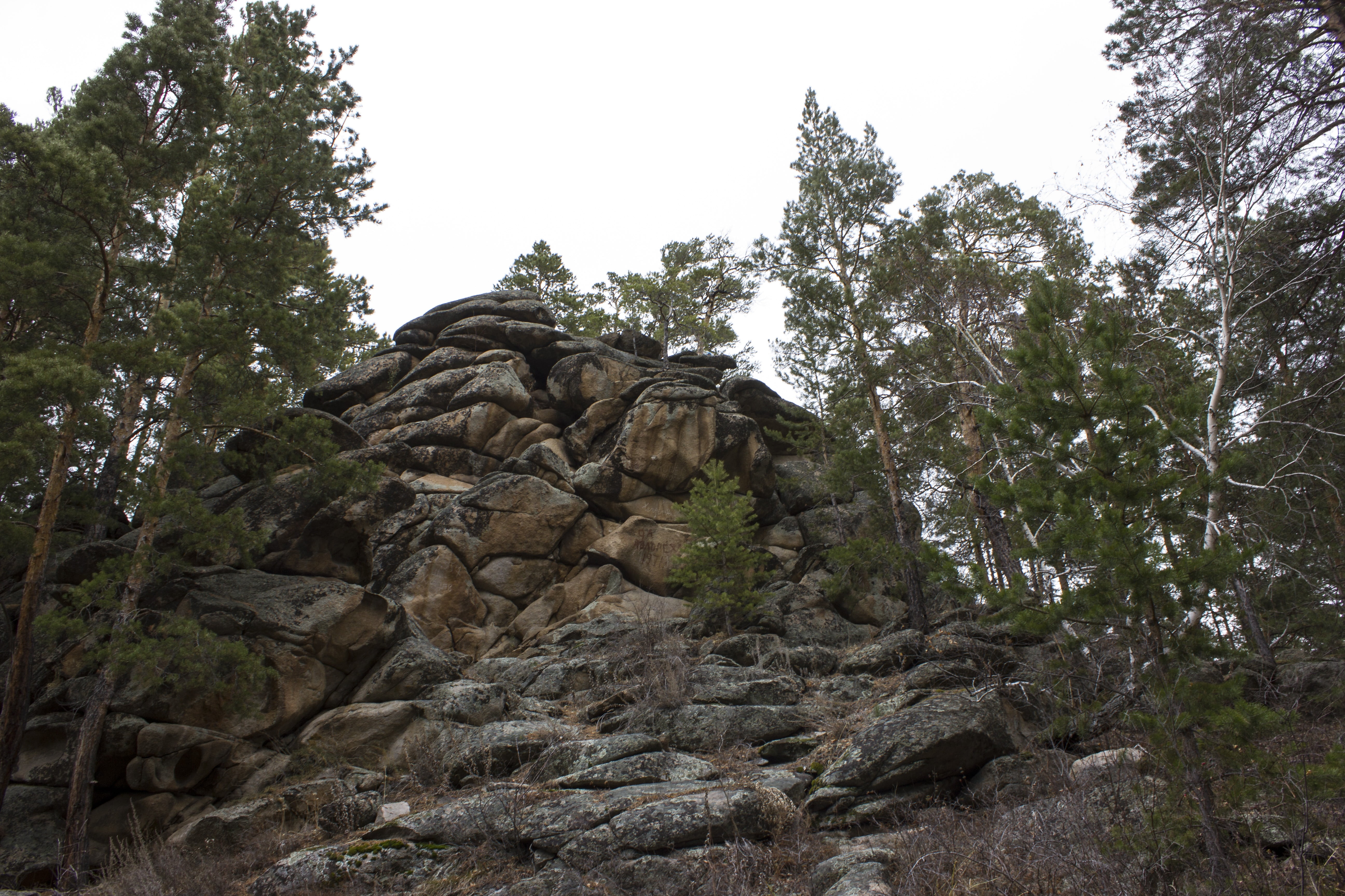 nature, forest, trees, plant, rock, rock - object, solid, sky