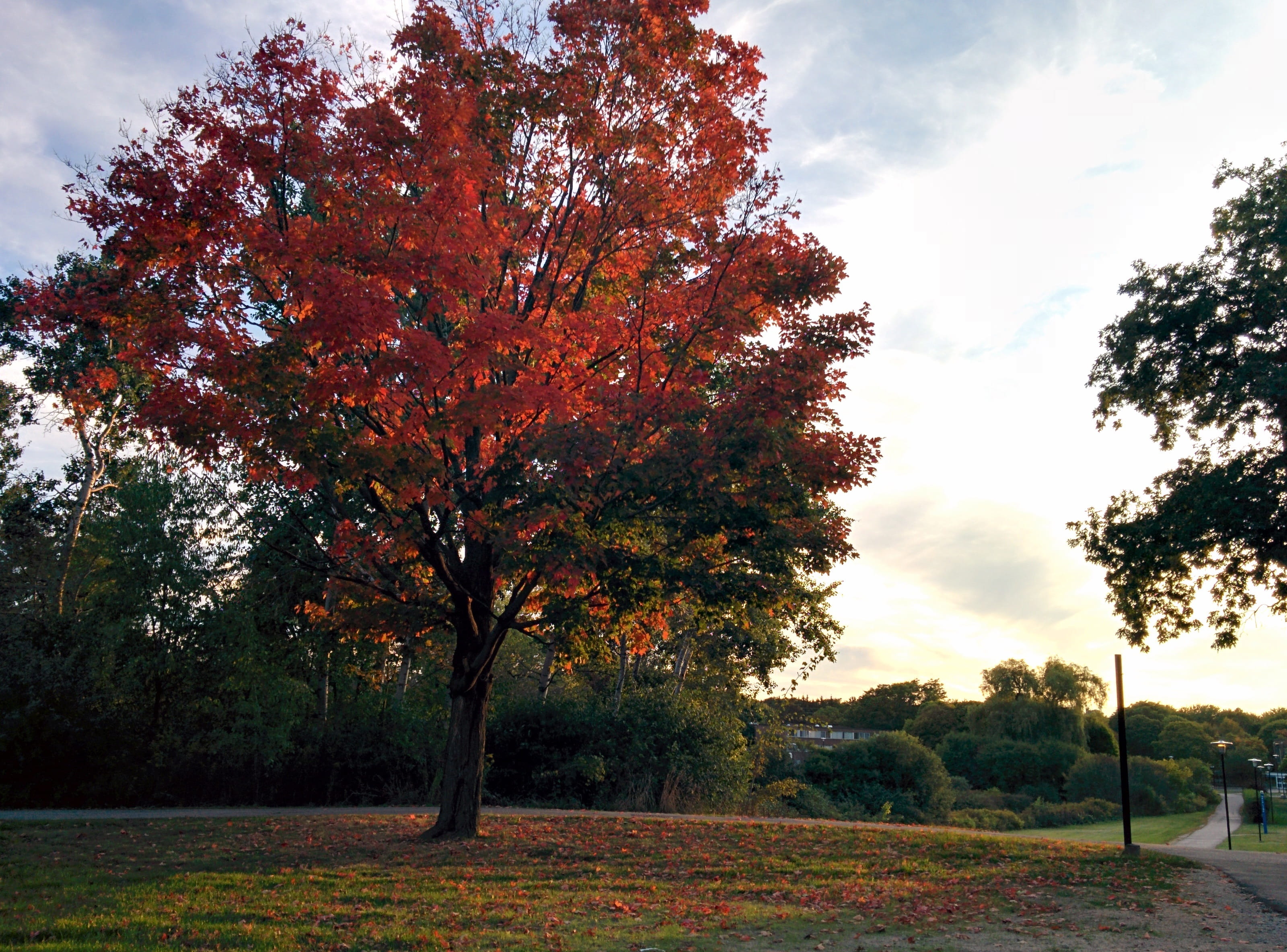 Maple, Tree, Fall, Autumn, Leaf, Yellow, red, park, orange
