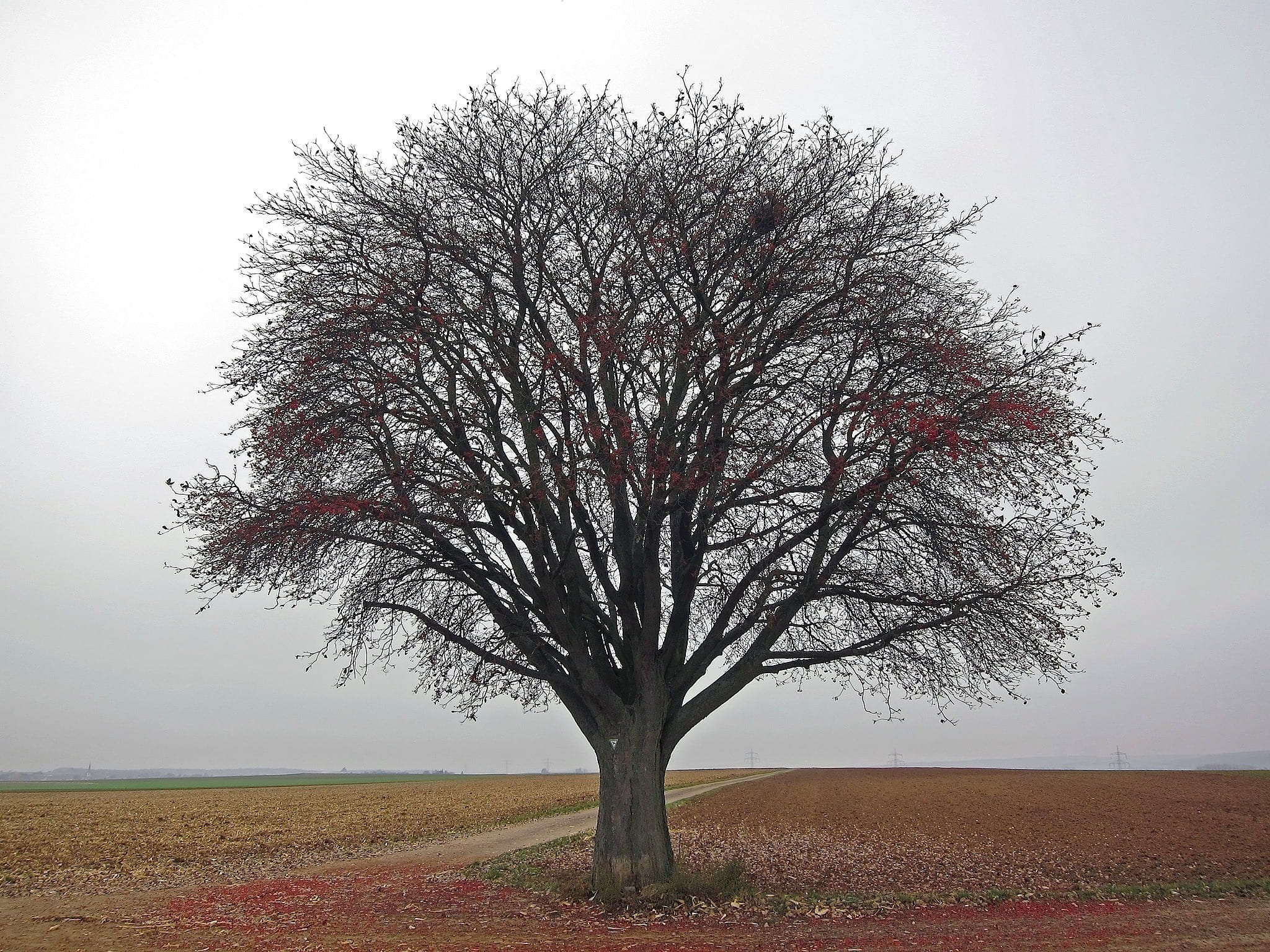 germany, tree, landscape, sky, clouds, haze, fields, country