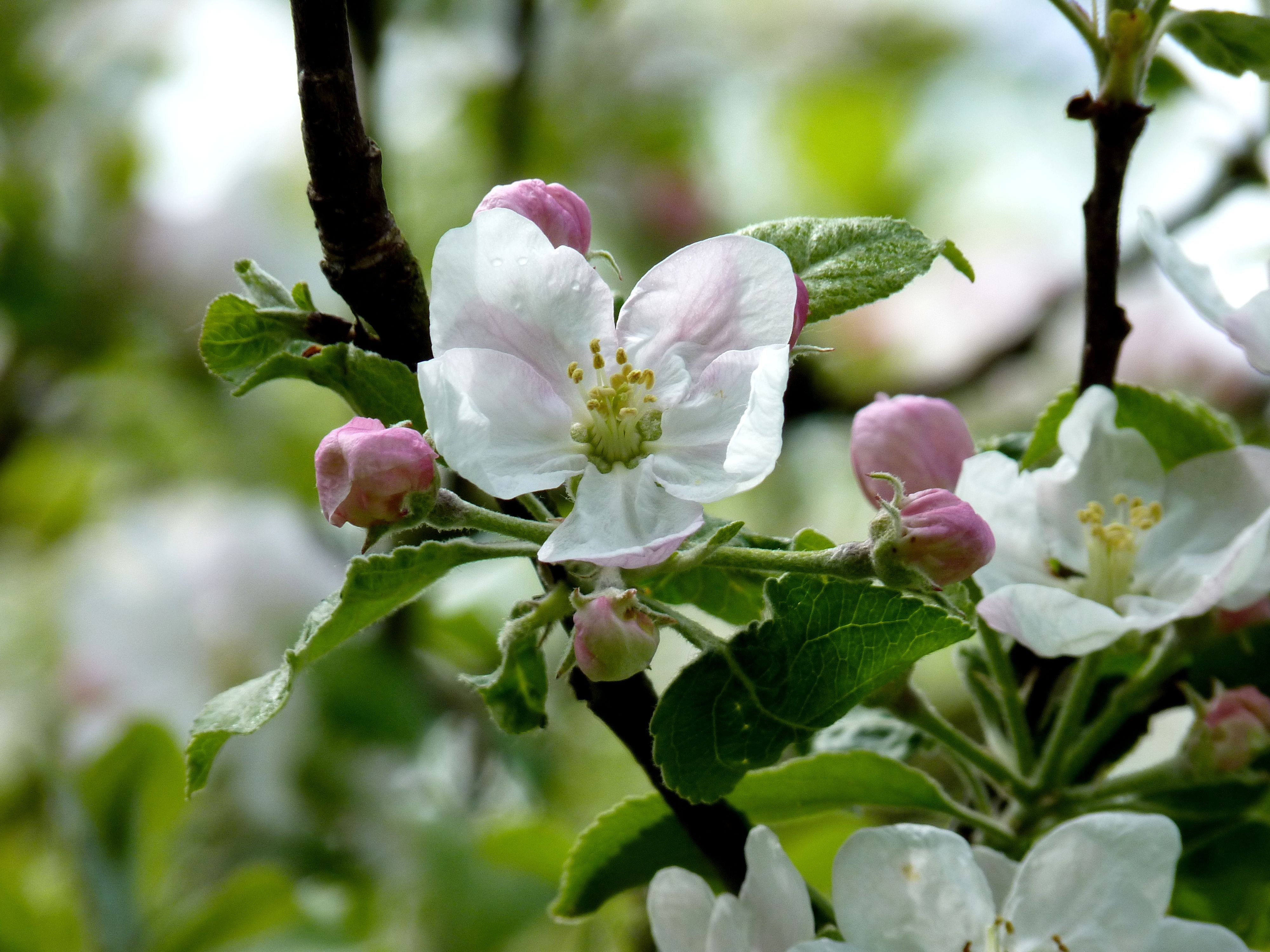 apple, blossom, bloom, tree, spring, apple blossom, apple tree