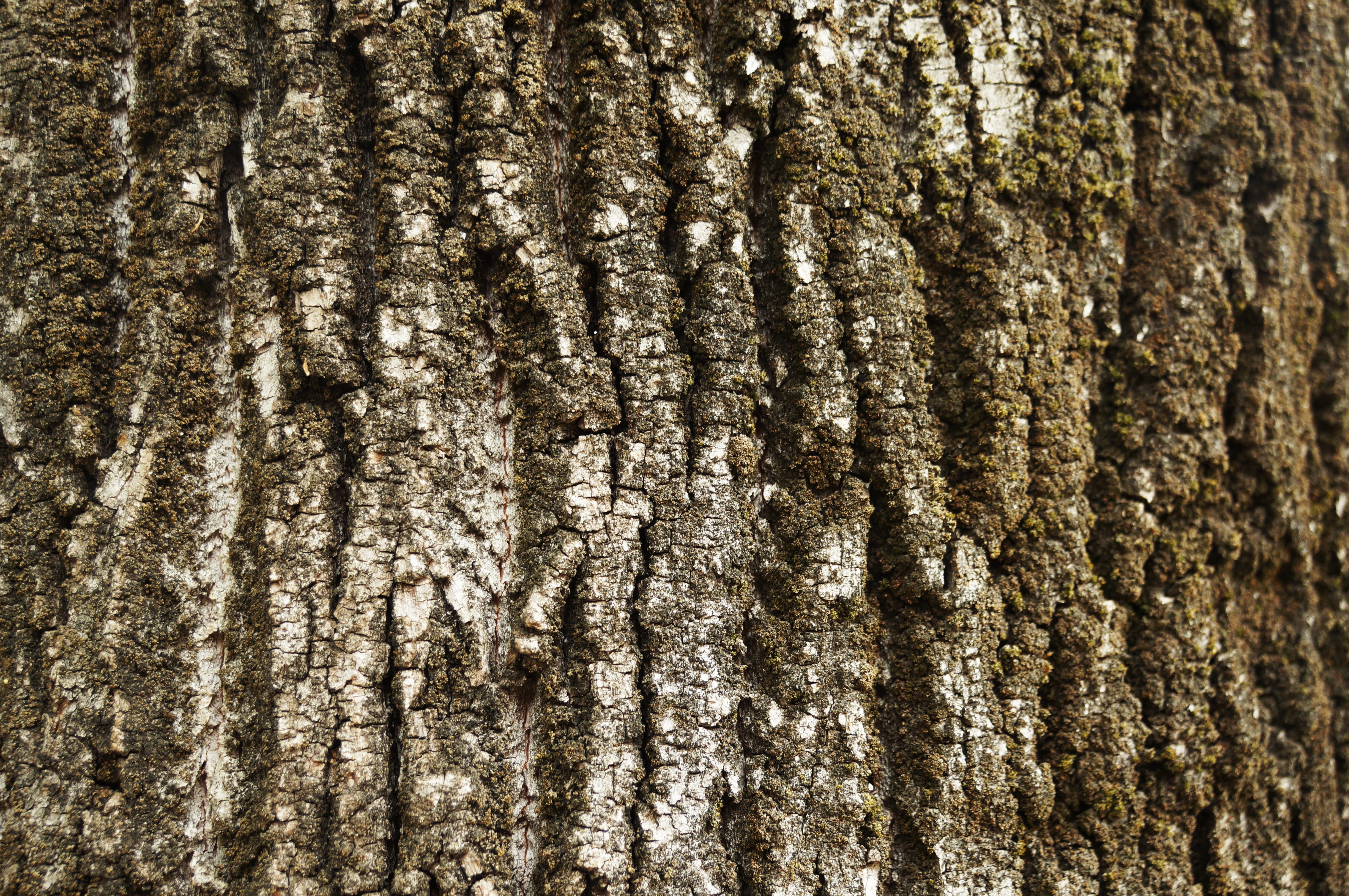 texture, bark, tree, trunk, wood, tree trunk, textured, full frame