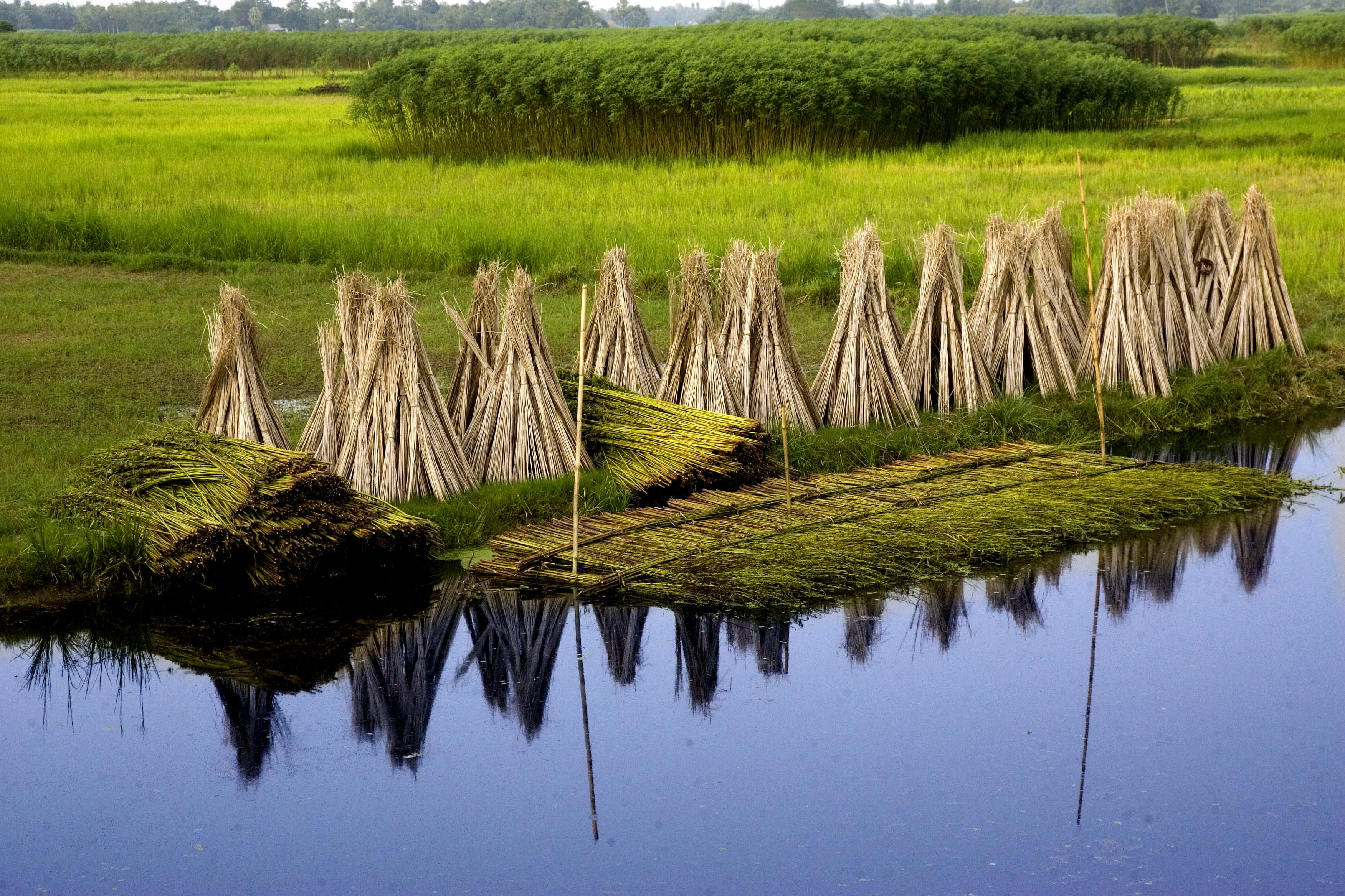 bangladesh, jute, village, plant, water, reflection, tranquility