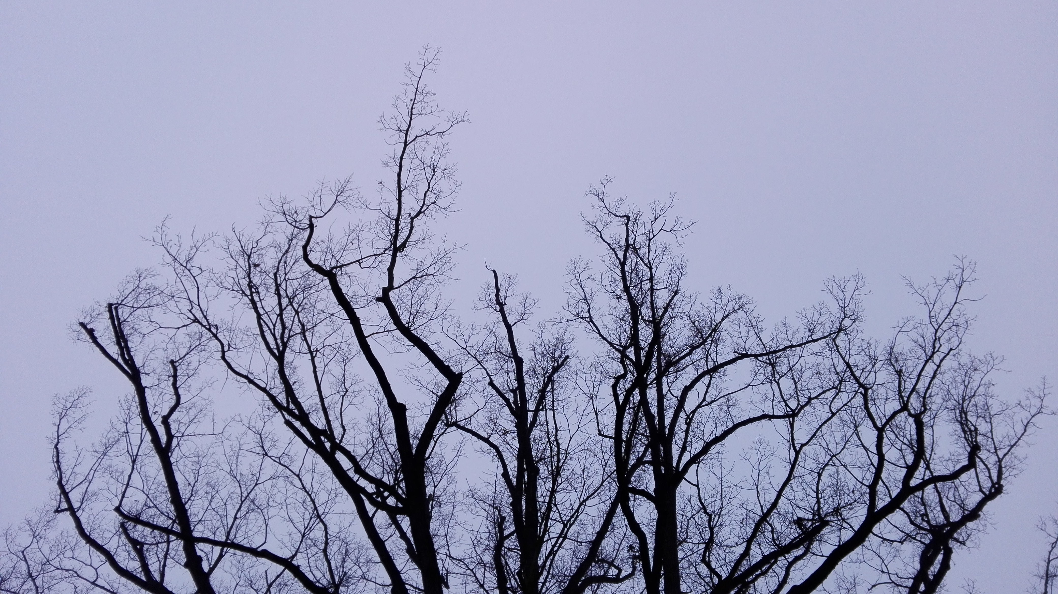tree, winter, sky, branch, silhouette, bare tree, low angle view