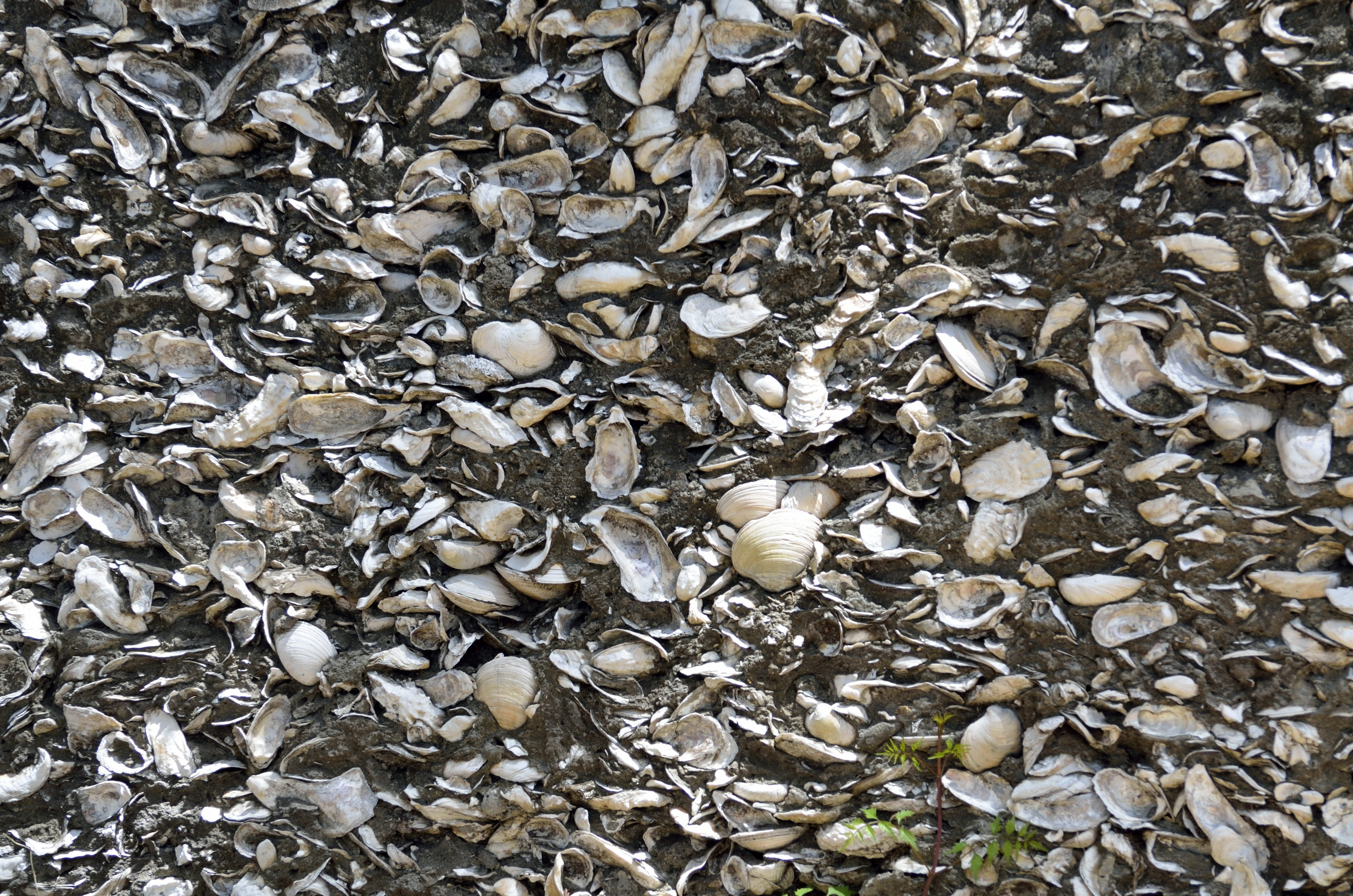 wall, background, backdrop, shells, historic, st augustine