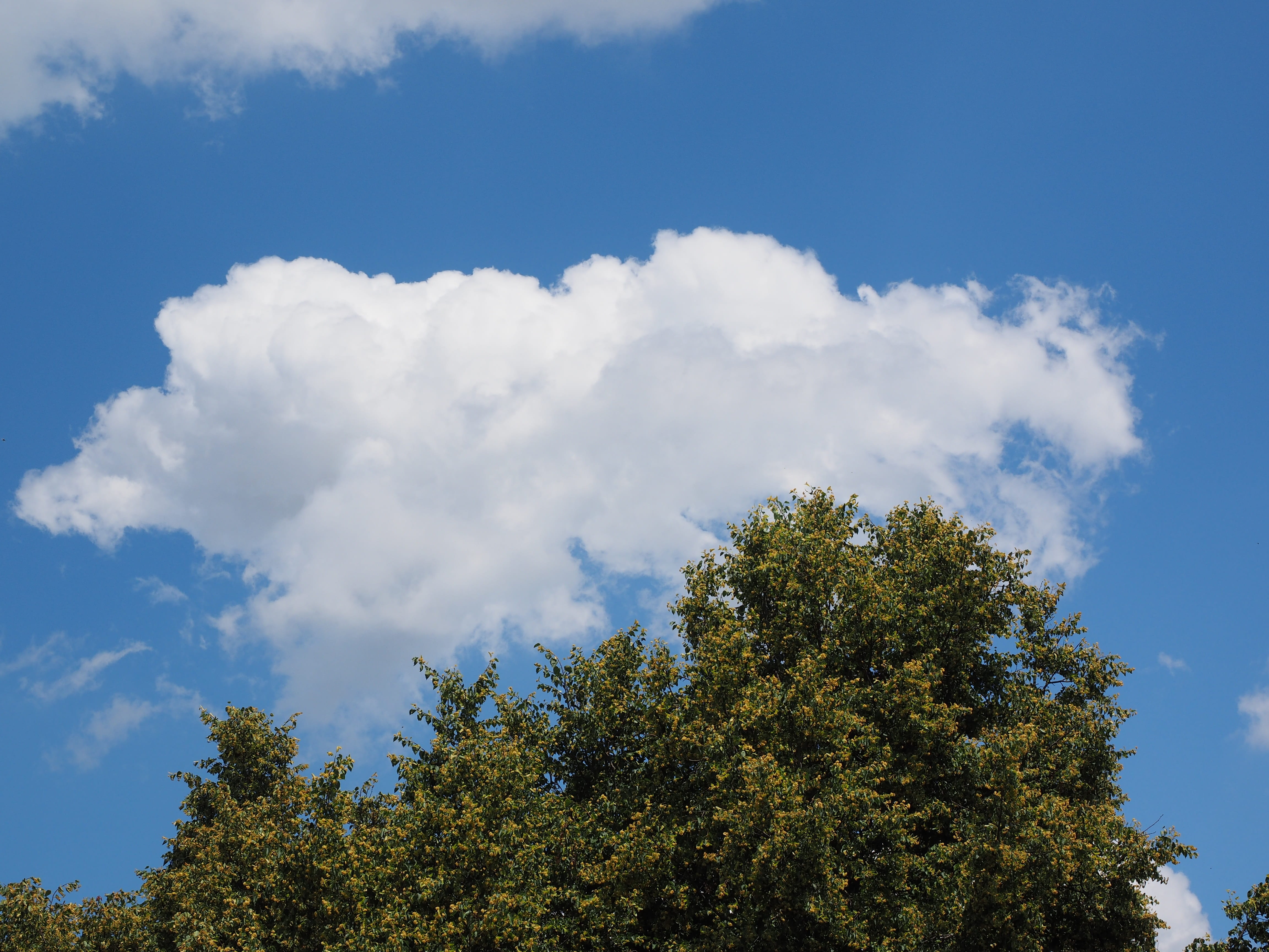 Sky, Cloud, Clouds, Form, White, blue, clouds form, cumulus clouds
