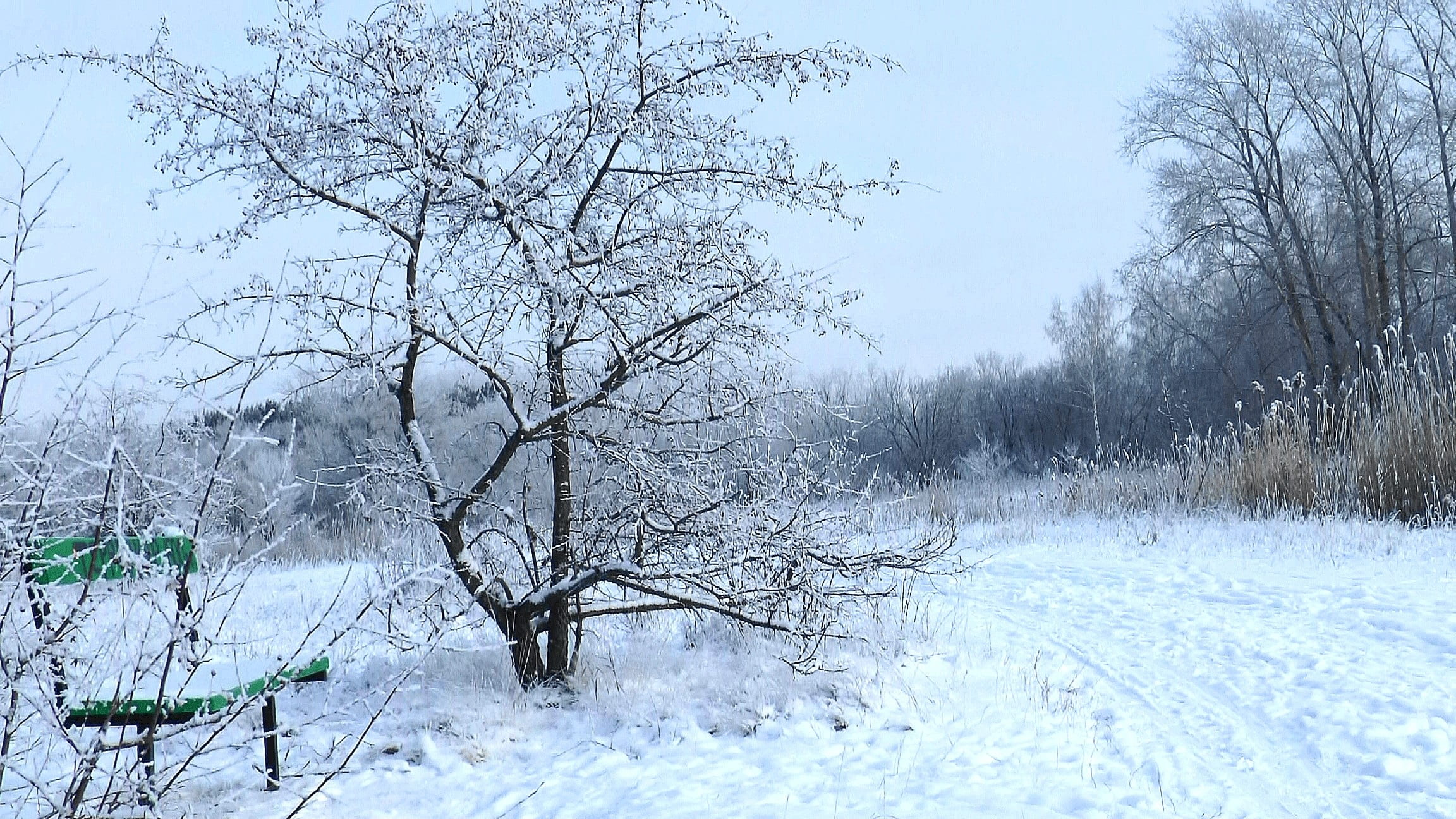 winter, forest, park, bench, trees, nature, tranquility, snow