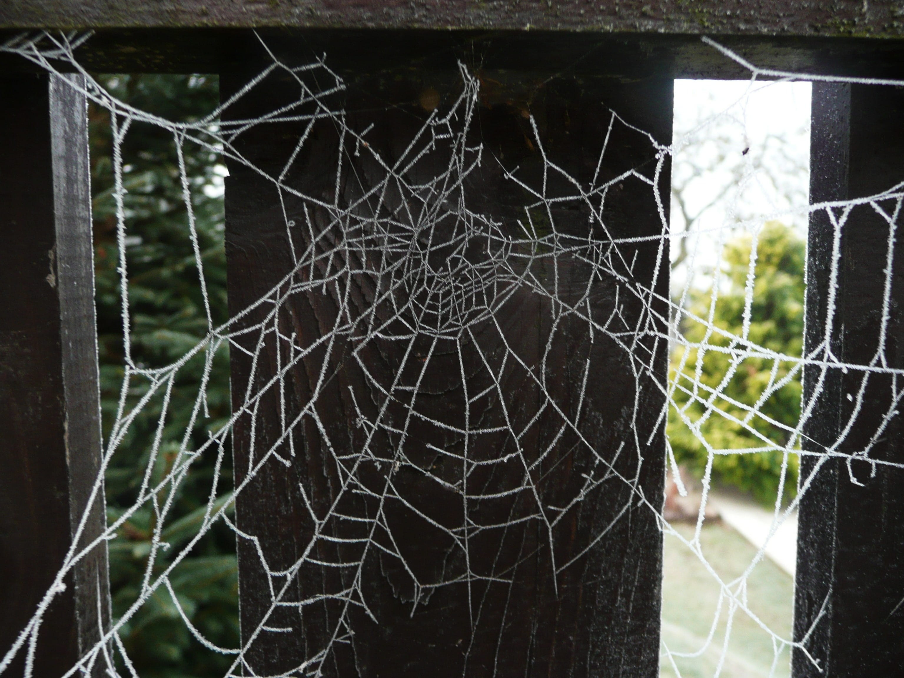 Cobweb, Web, Spider, Spiderweb, Insect, trap, halloween, scary