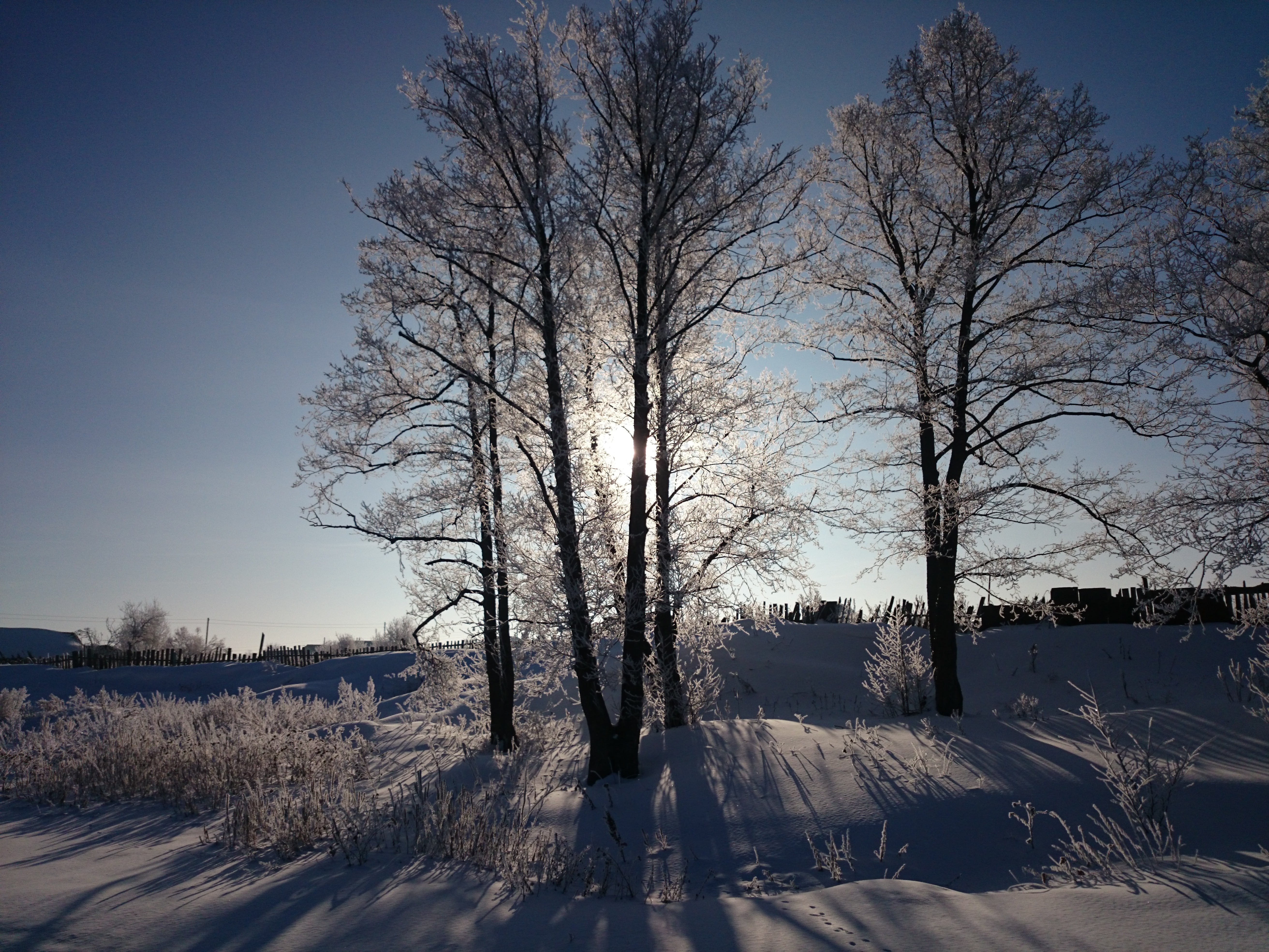 winter, tree, nature, snow, cold temperature, plant, bare tree