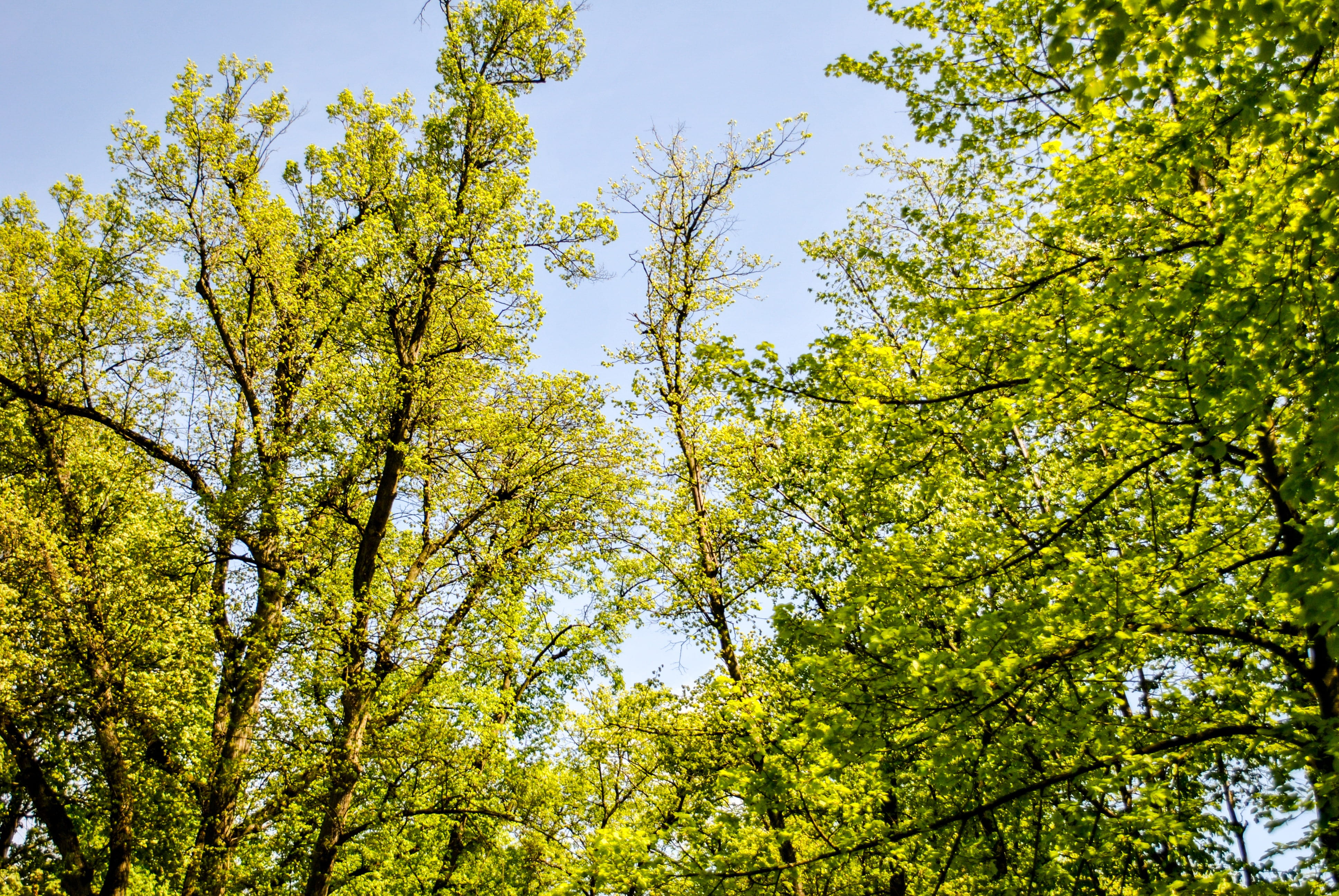view, tree, forest, forests, sky, plant, low angle view, growth