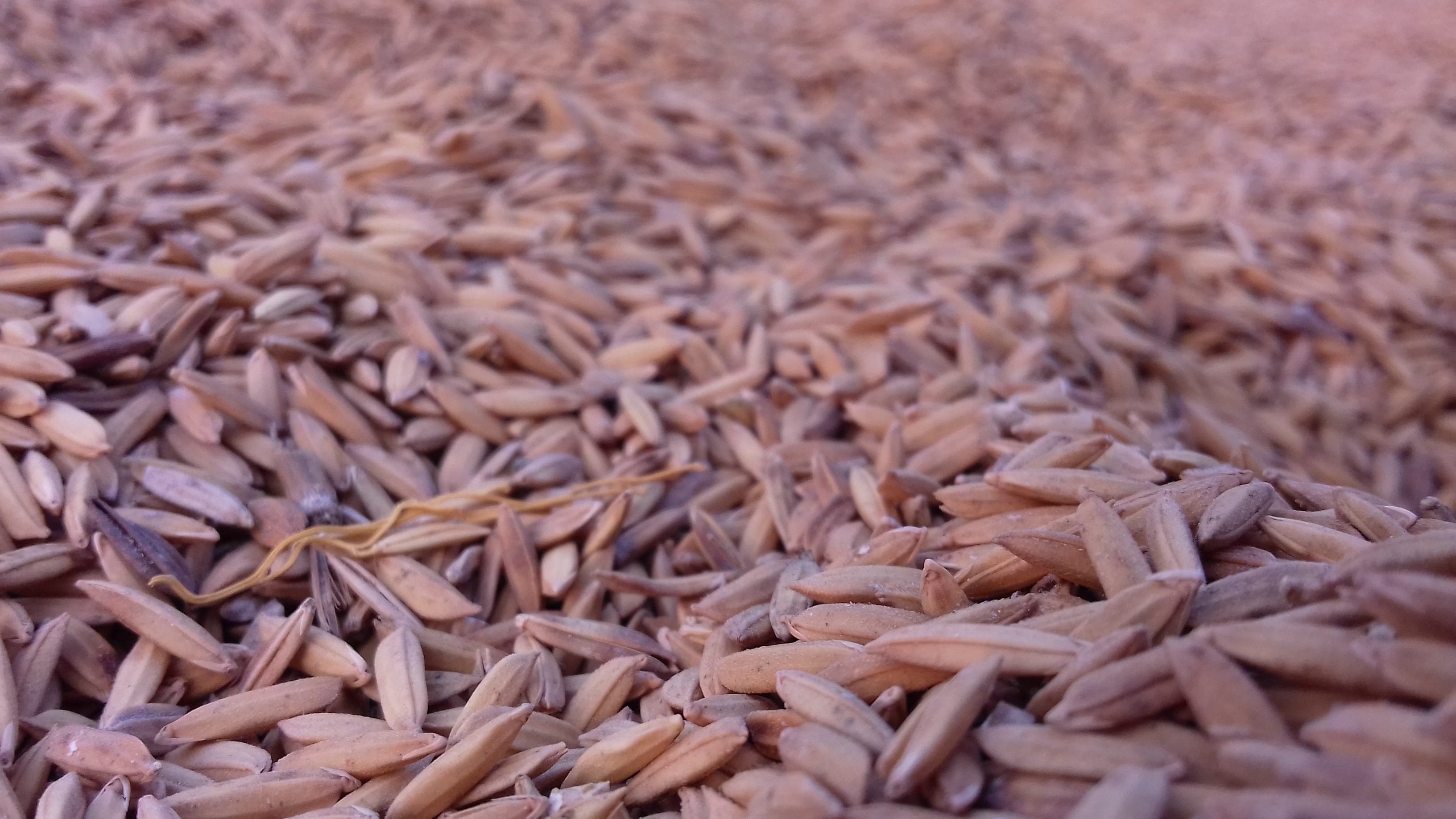 batch, dry, desktop, pattern, pile, full frame, backgrounds