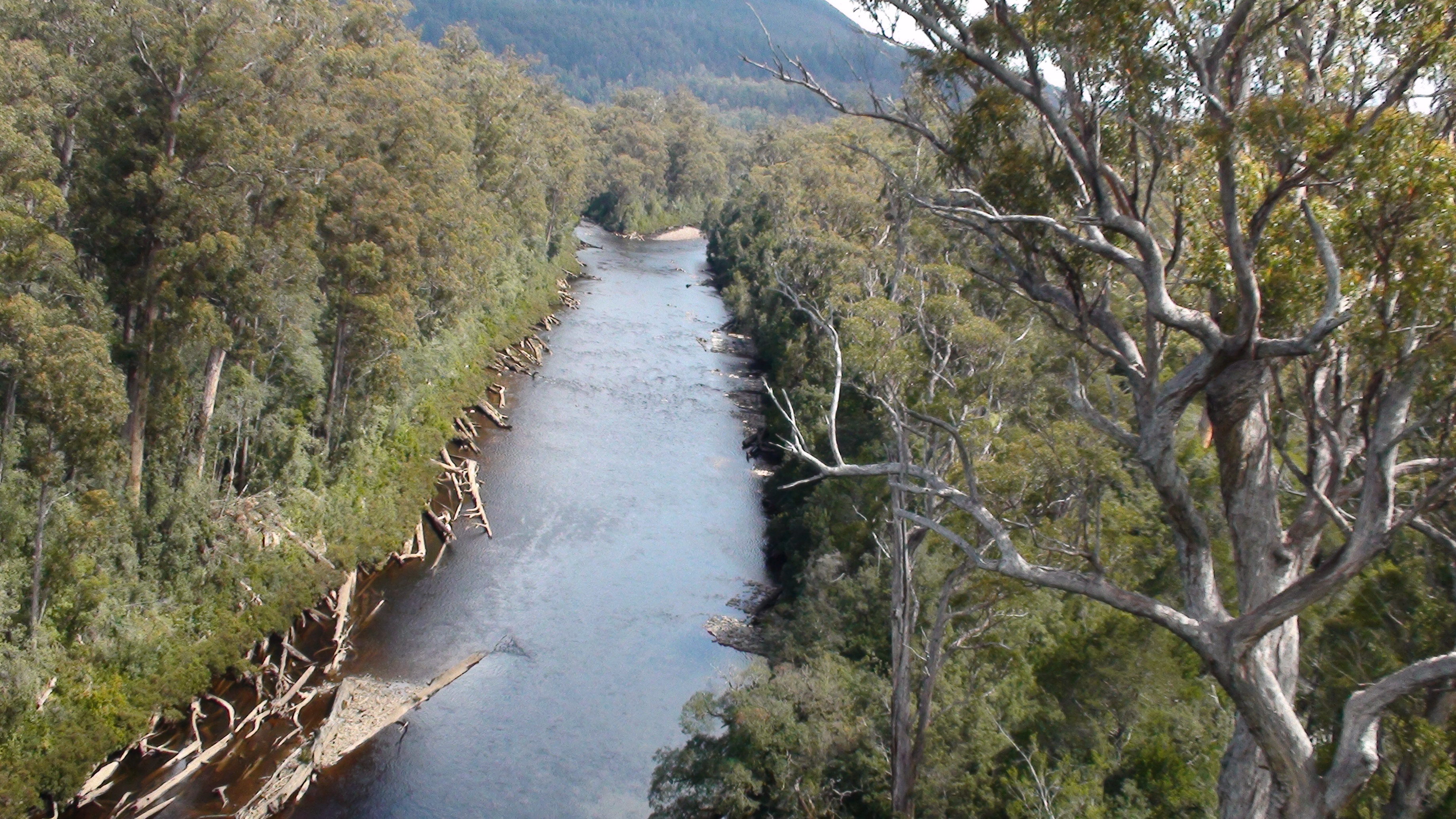 river, tree, landscape, scenic, environment, mountain, forest