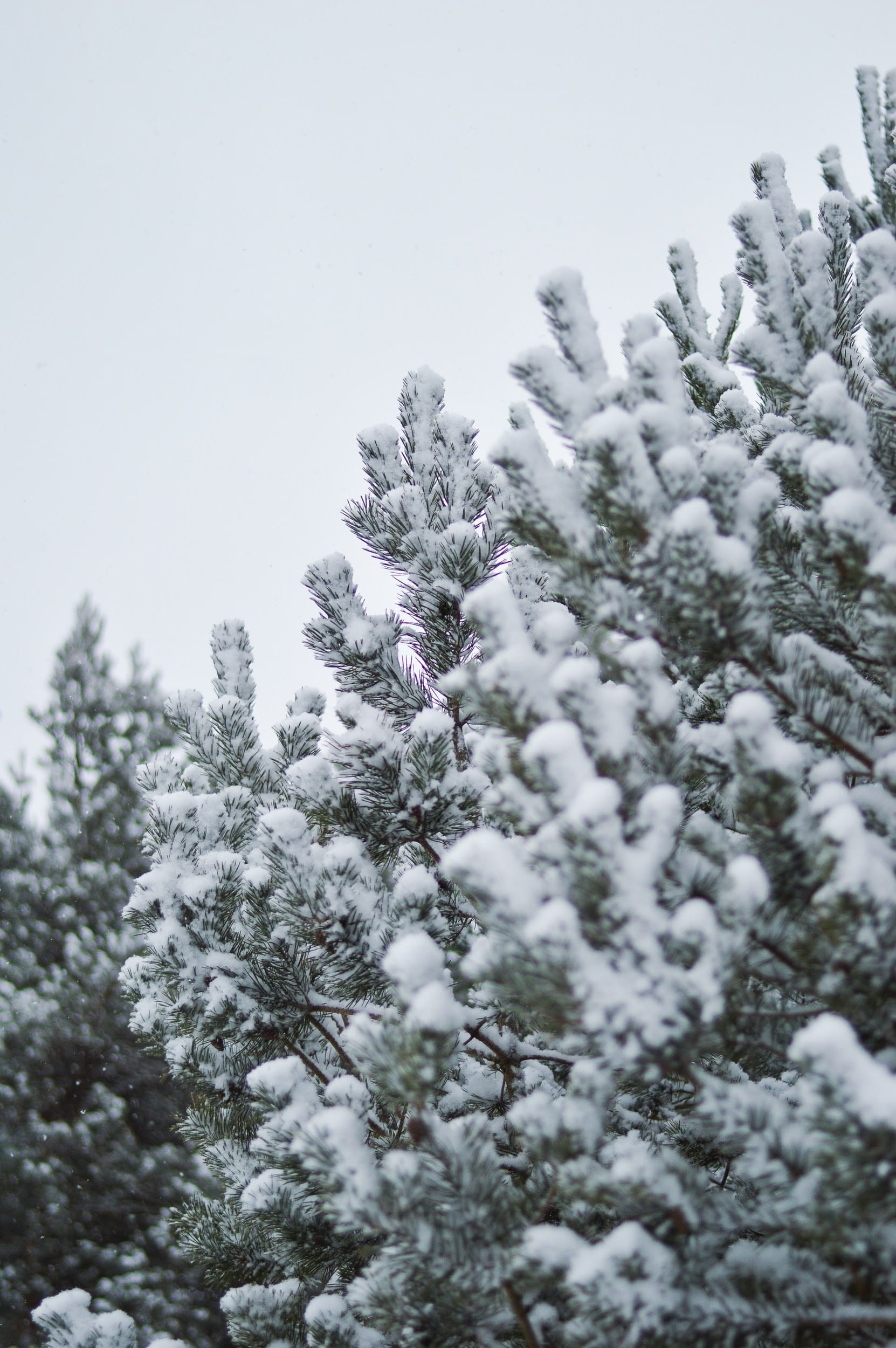 snow, pine tree, winter, cold, white, outdoors, covered, winter trees