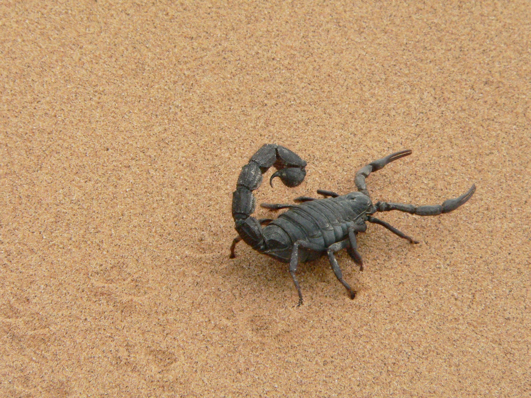black scorpion on brown sand, giant scorpion, namibia, dry, sting