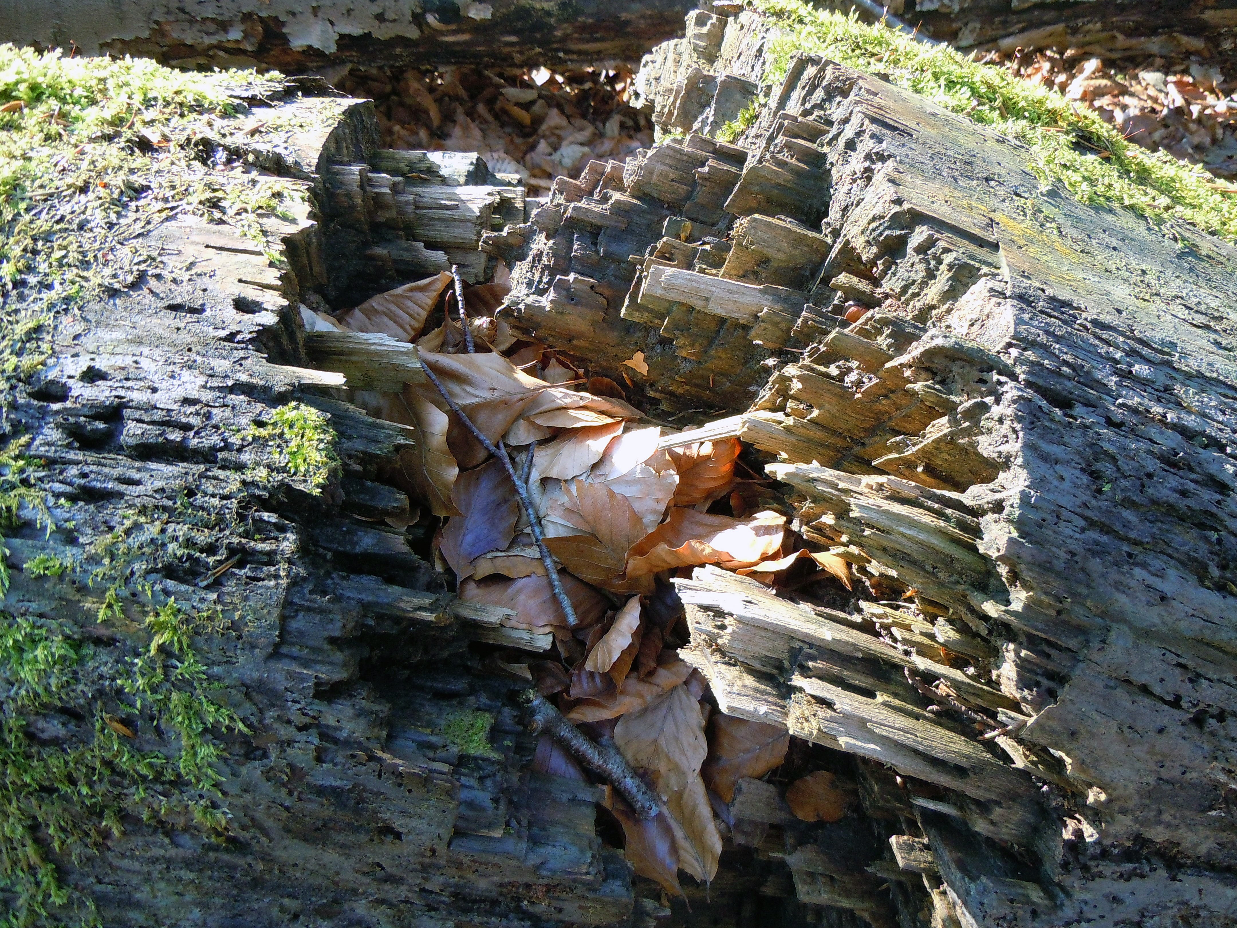 rotten wood, burst, fragmented, log, broken, nature, day, no people