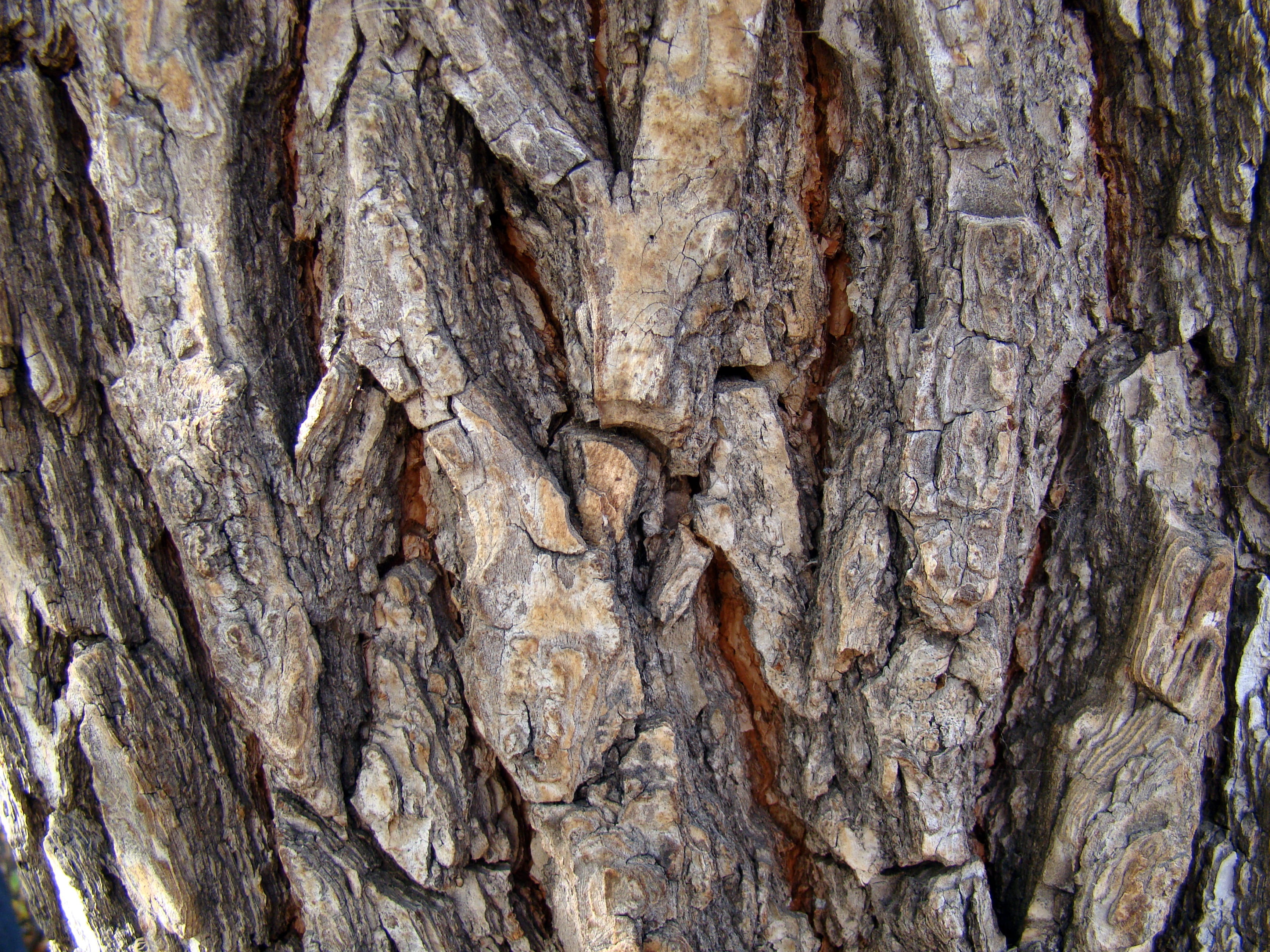 Bark, Tree, Pine, Rough, Nature, Texture, tree trunk, textured