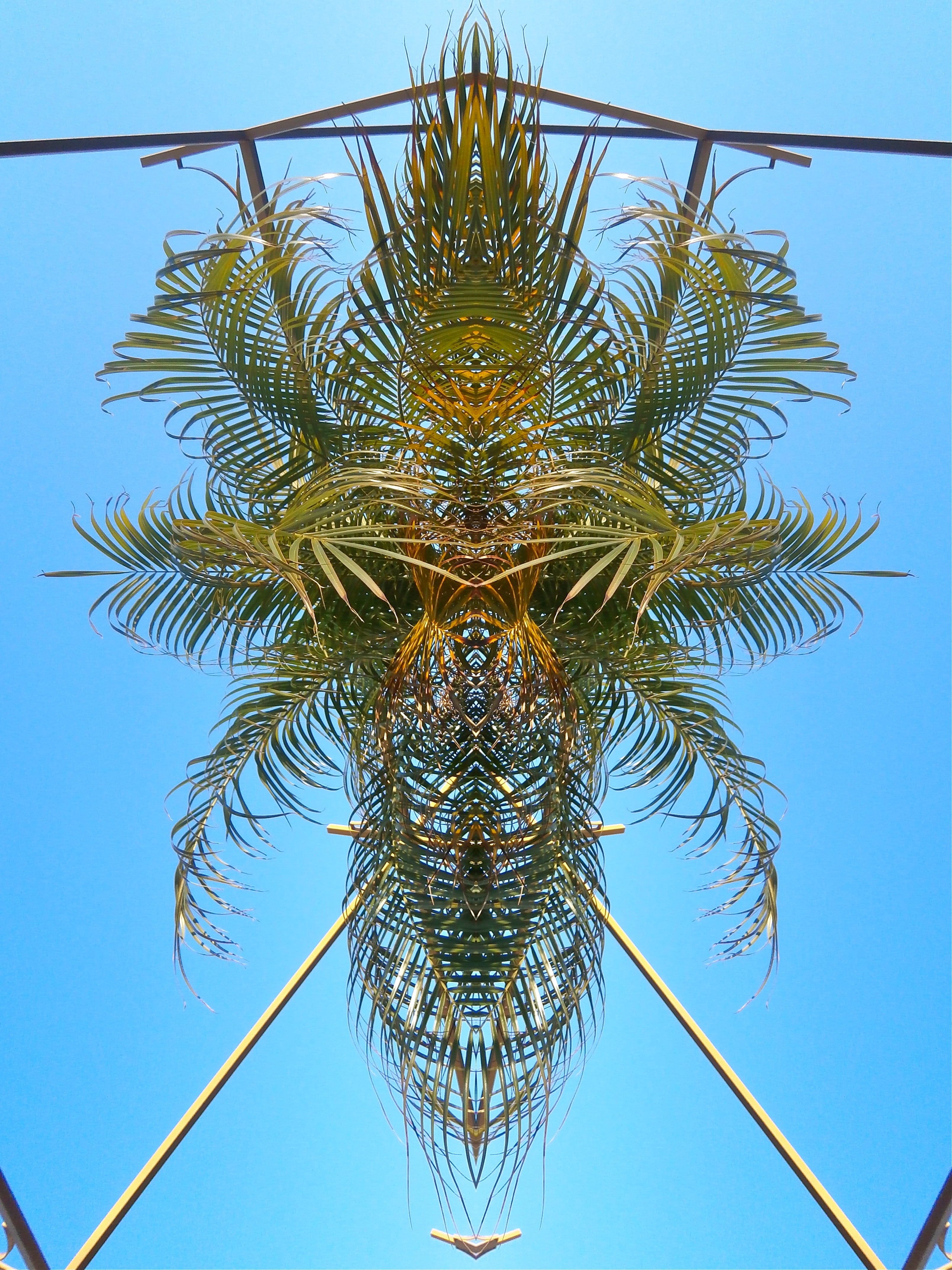 palm, pattern, abstract, contrast, exotic, sky, tropical, architecture