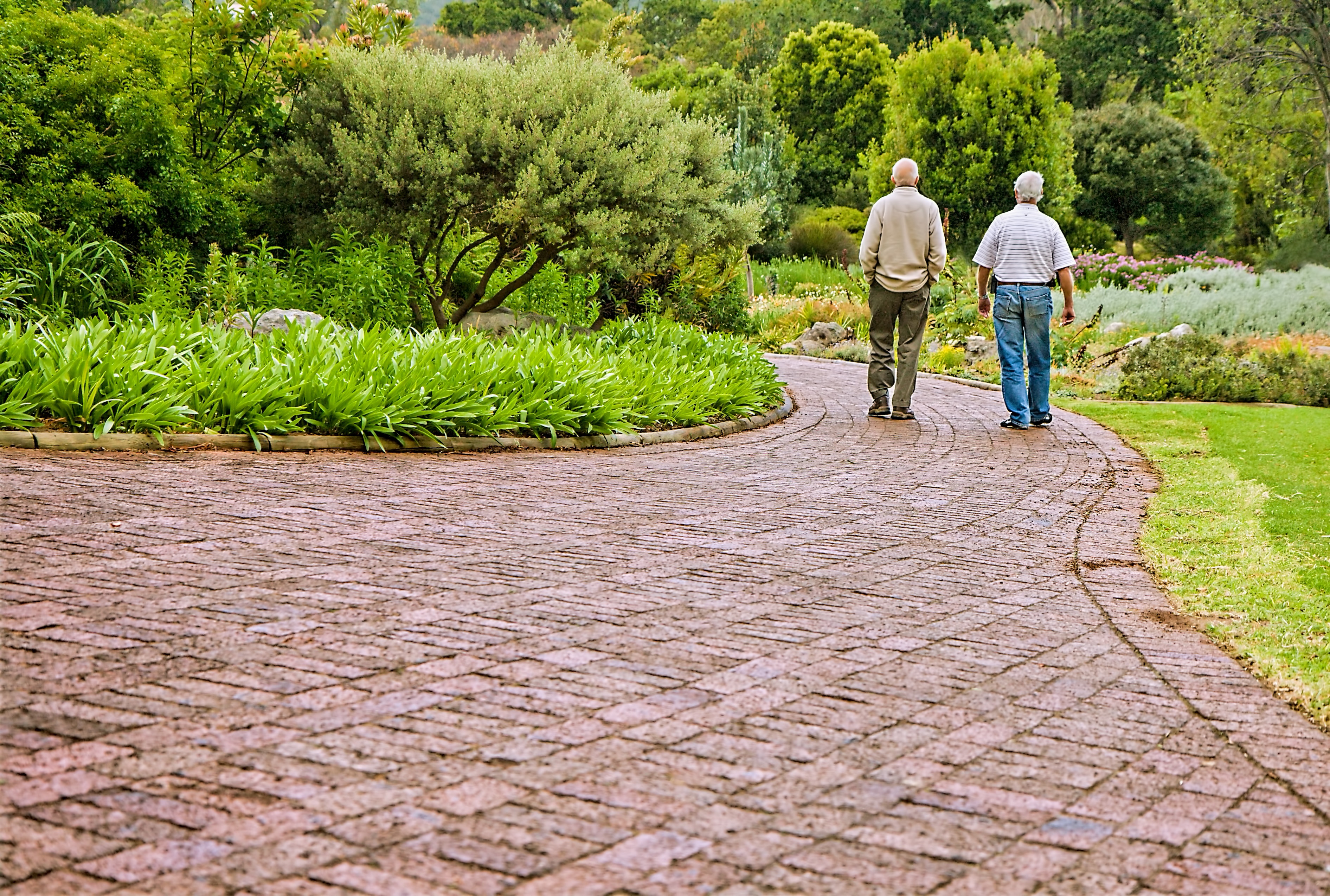 two men walking on concrete pavement near green plants, old friends