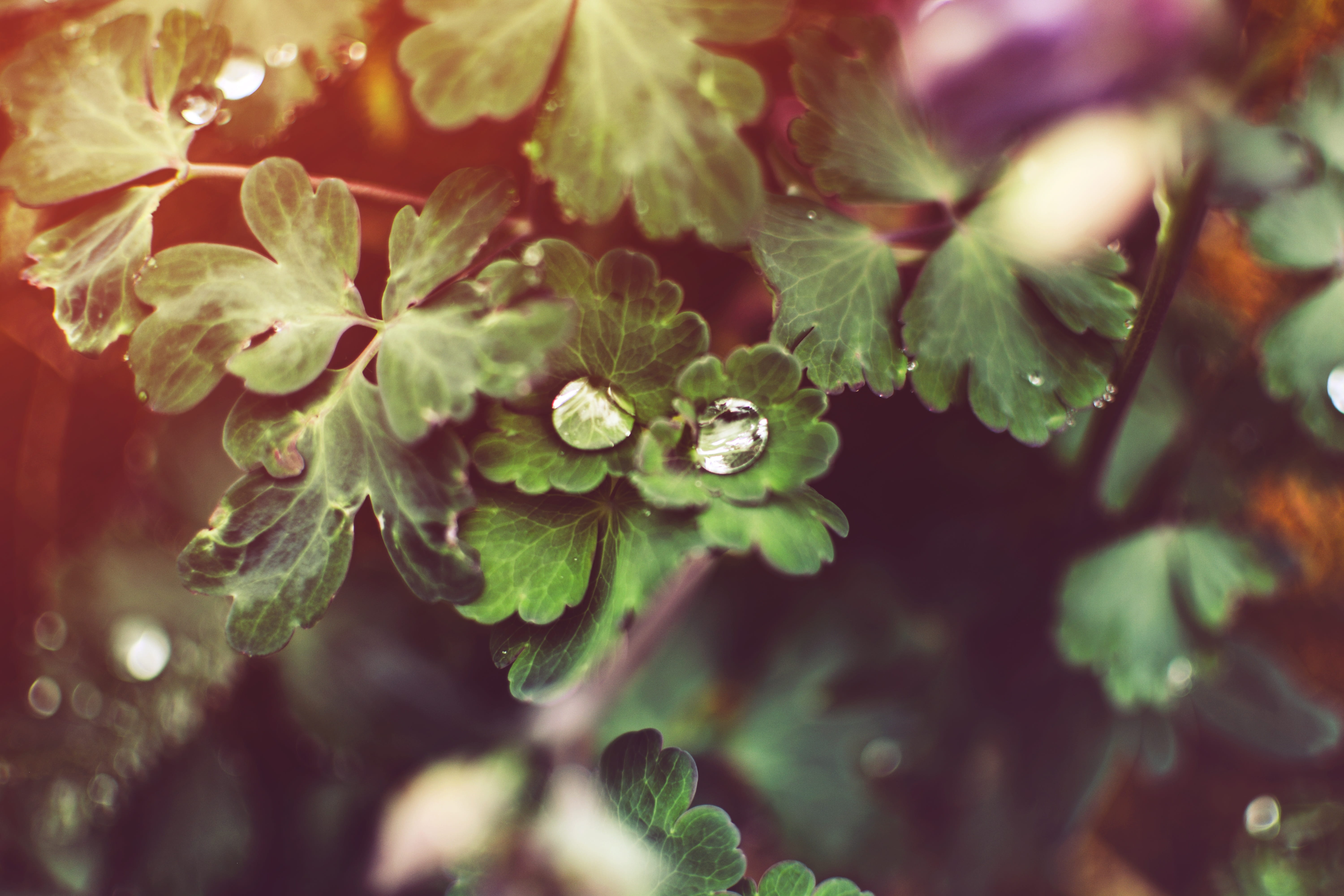 green leaves plant, background, backdrop, pattern, texture, color
